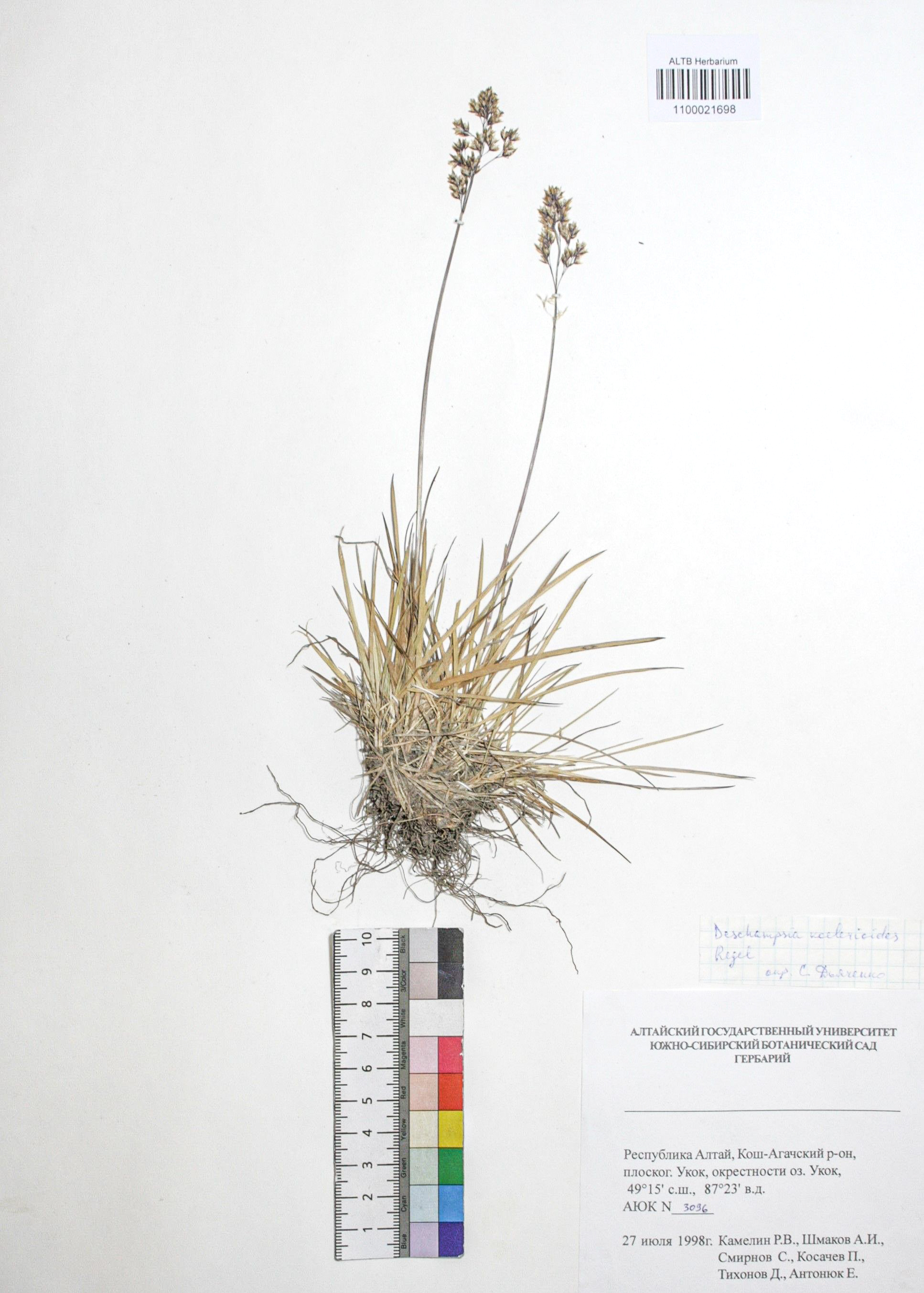 Deschampsia koelerioides Regel