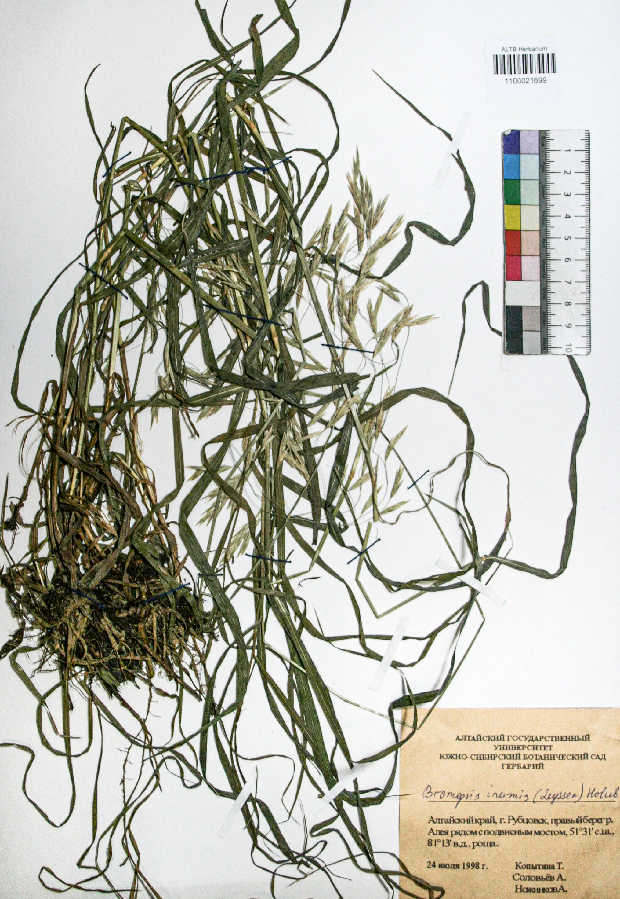 Bromopsis inermis (Leyss.) Holub. 