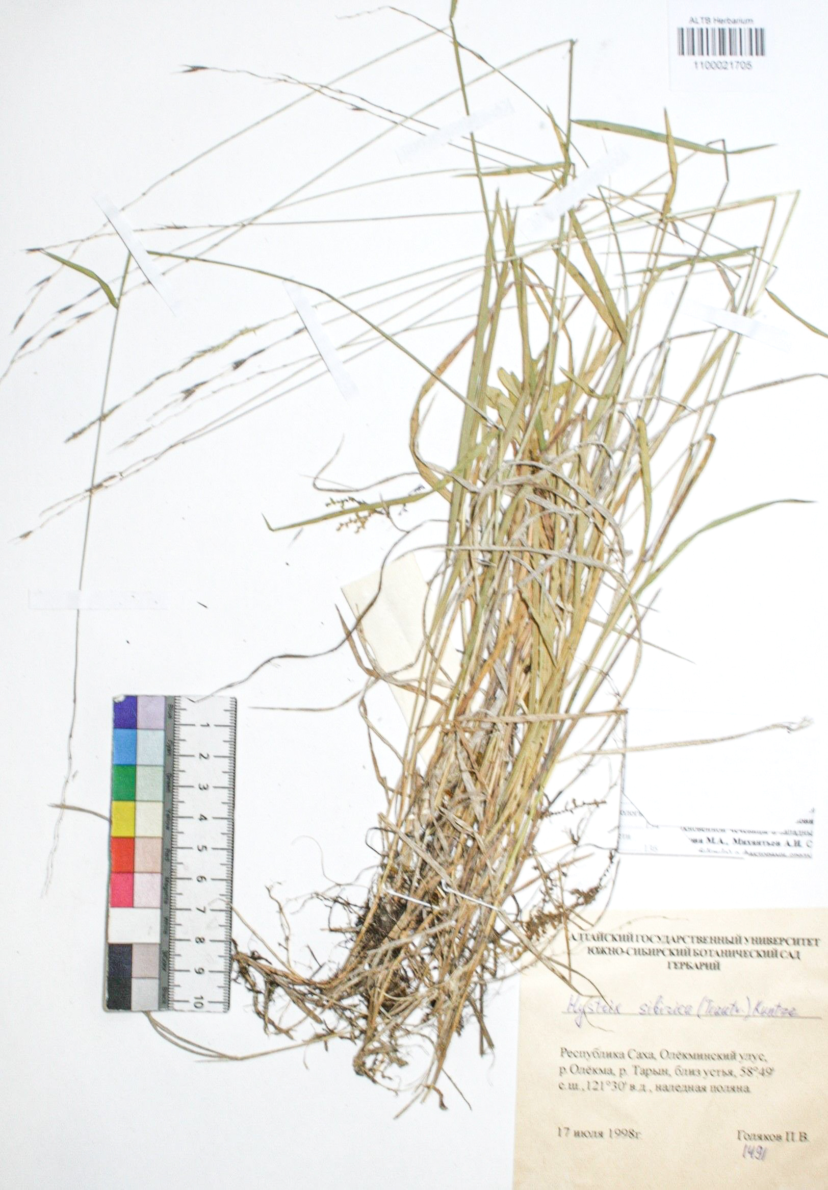 Hystrix sibirica (Trautv.)