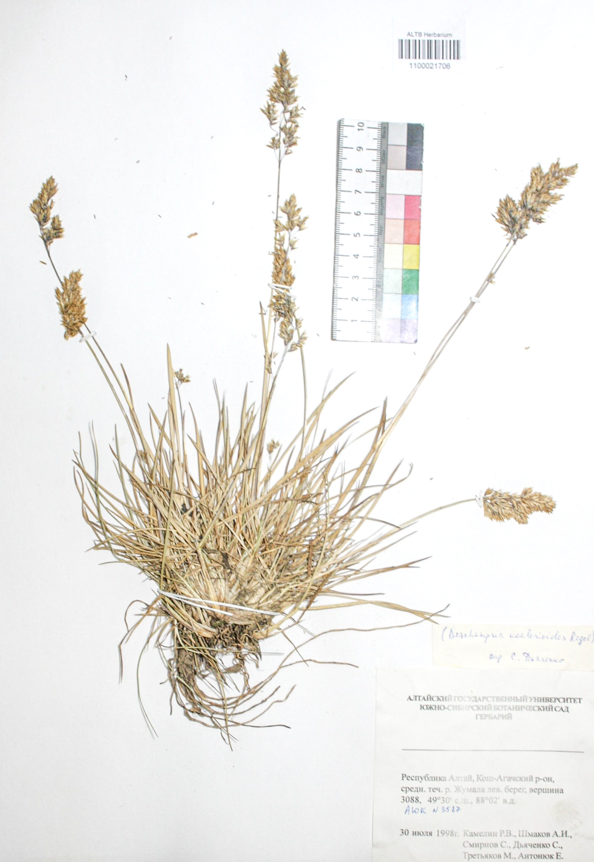 Deschampsia koelerioides Regel