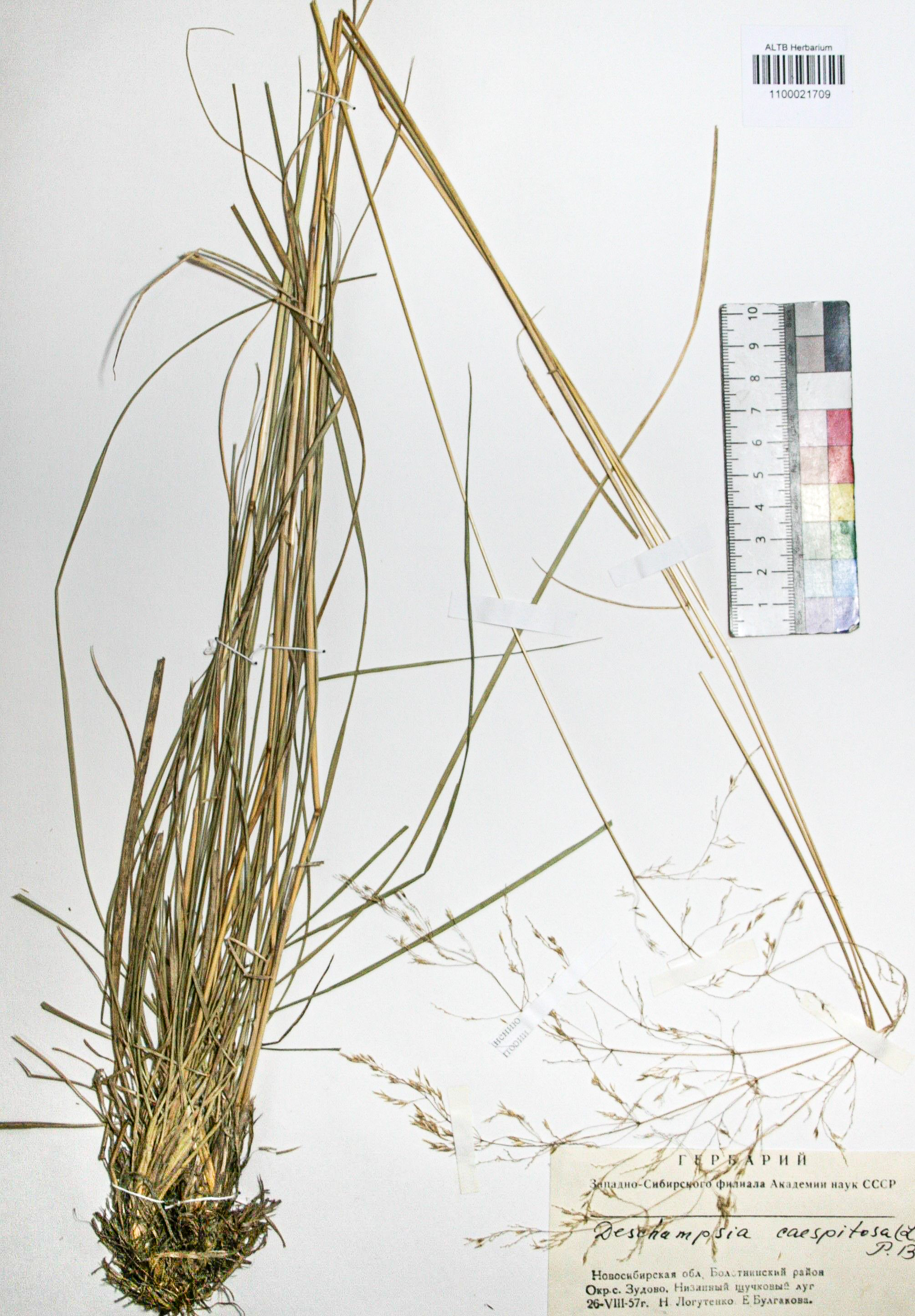 Deschampsia caespitosa (L.) Beauv.