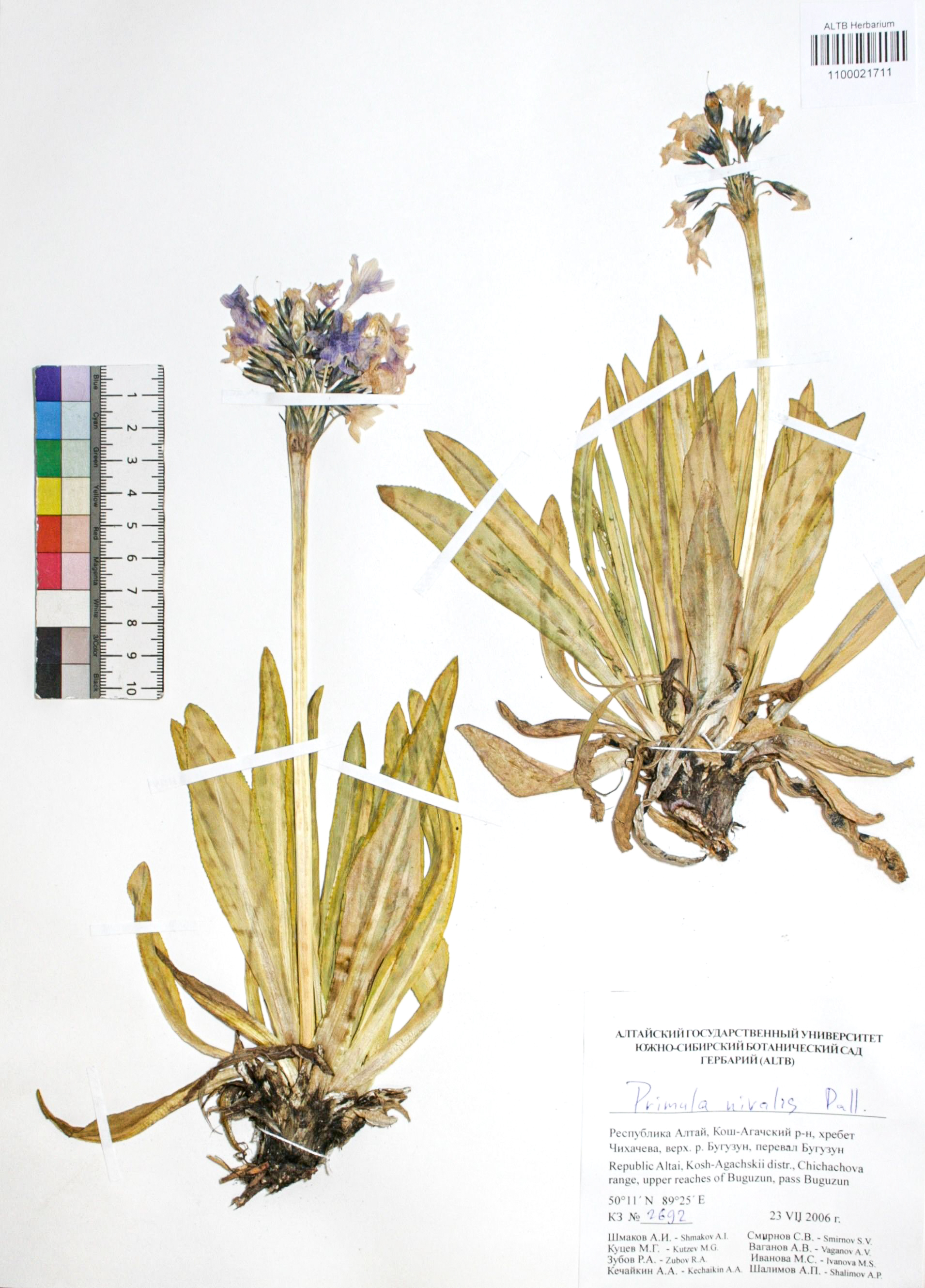 Primula nivalis Pall.