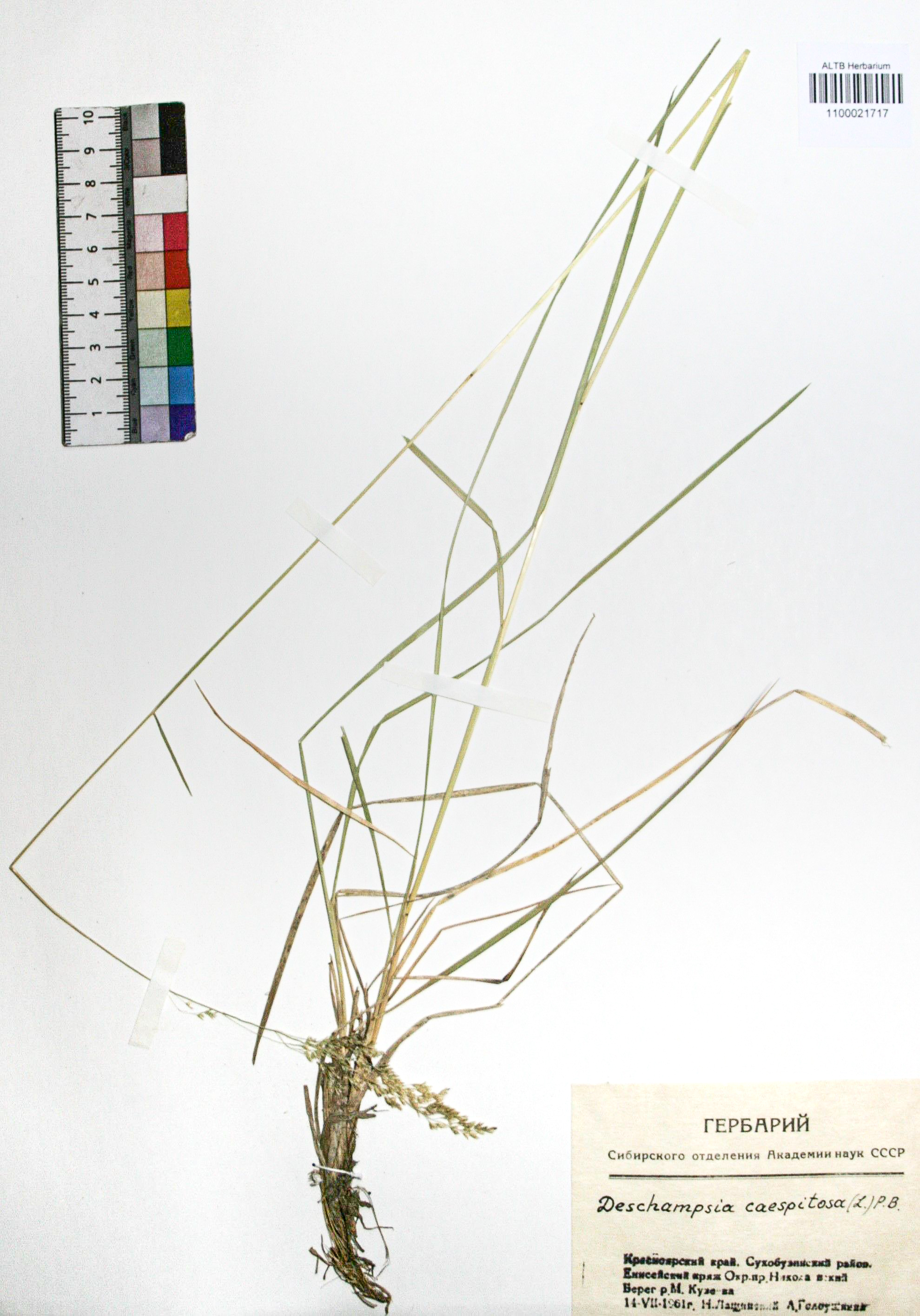 Deschampsia caespitosa (L.) Beauv.