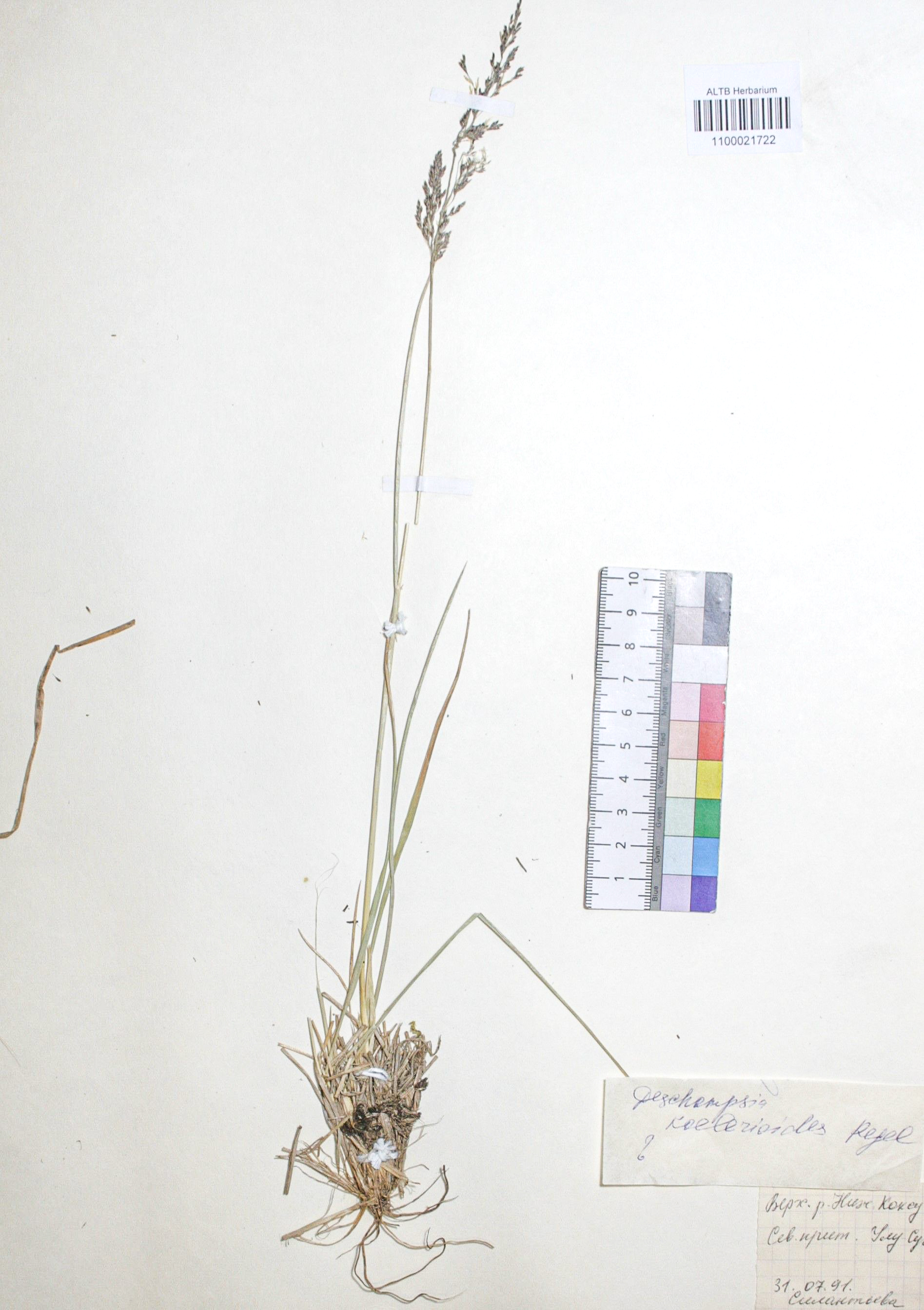 Deschampsia koelerioides Regel