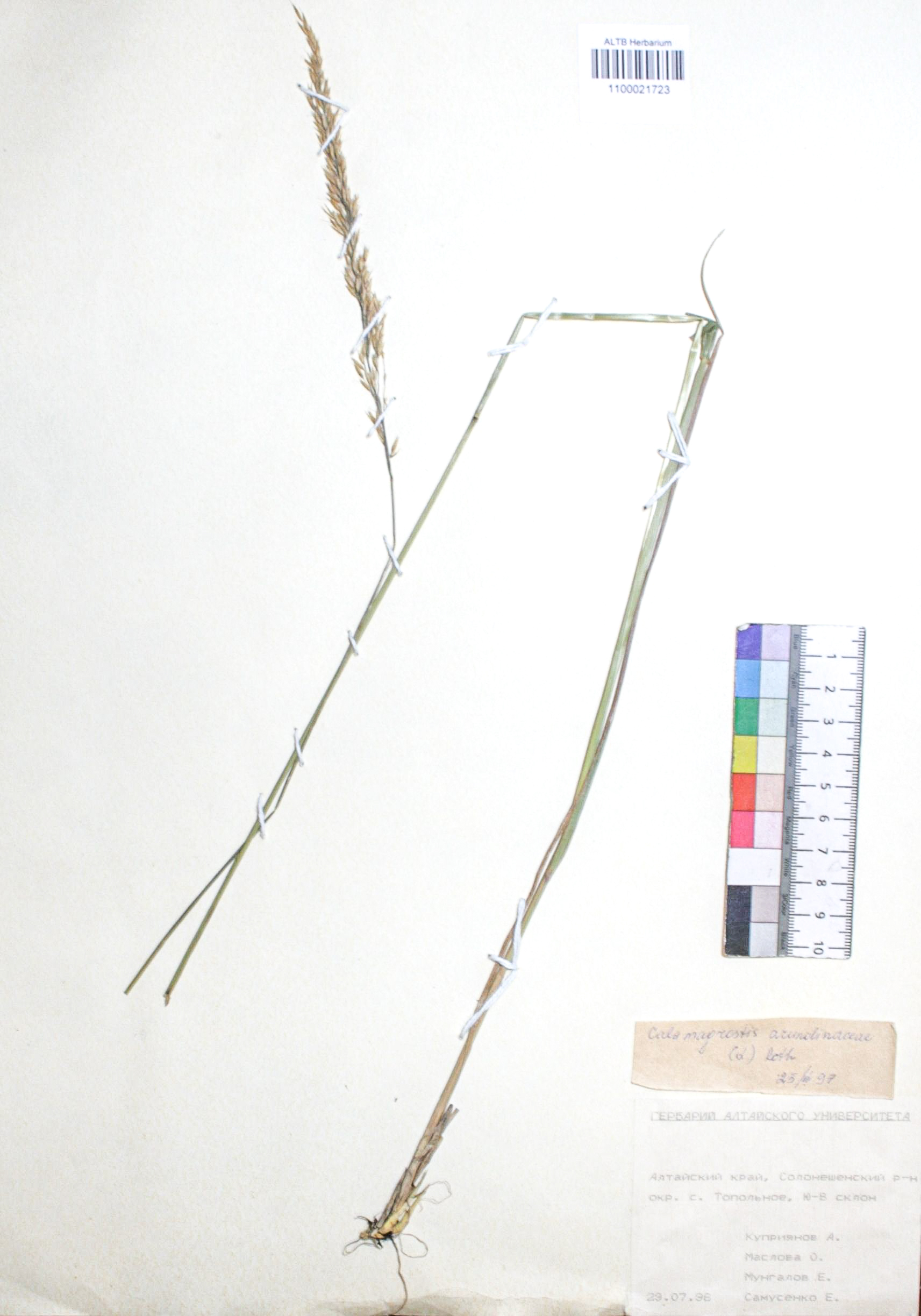 Calamagrostis arundinacea (L.) Roth