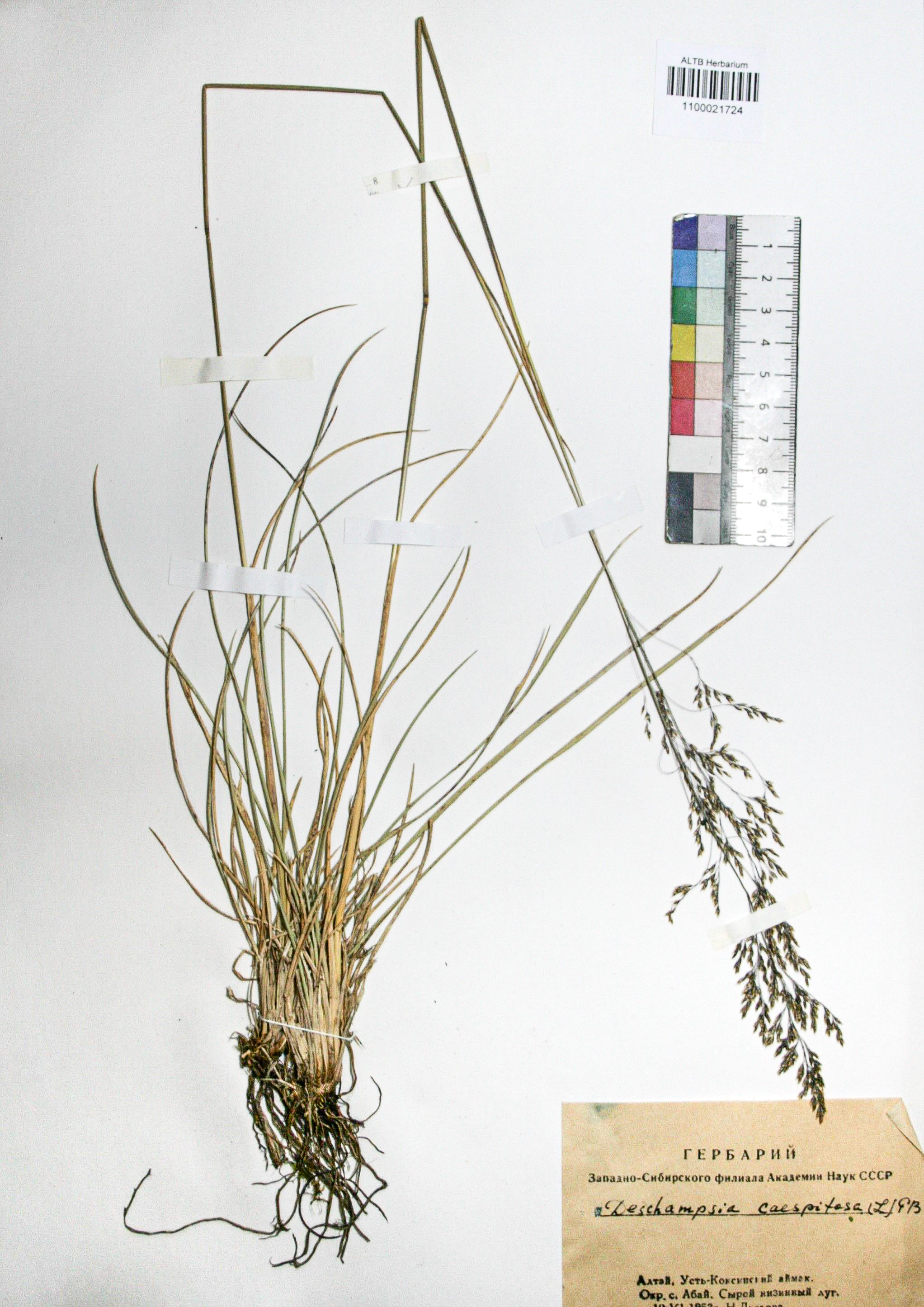 Deschampsia caespitosa (L.) Beauv.