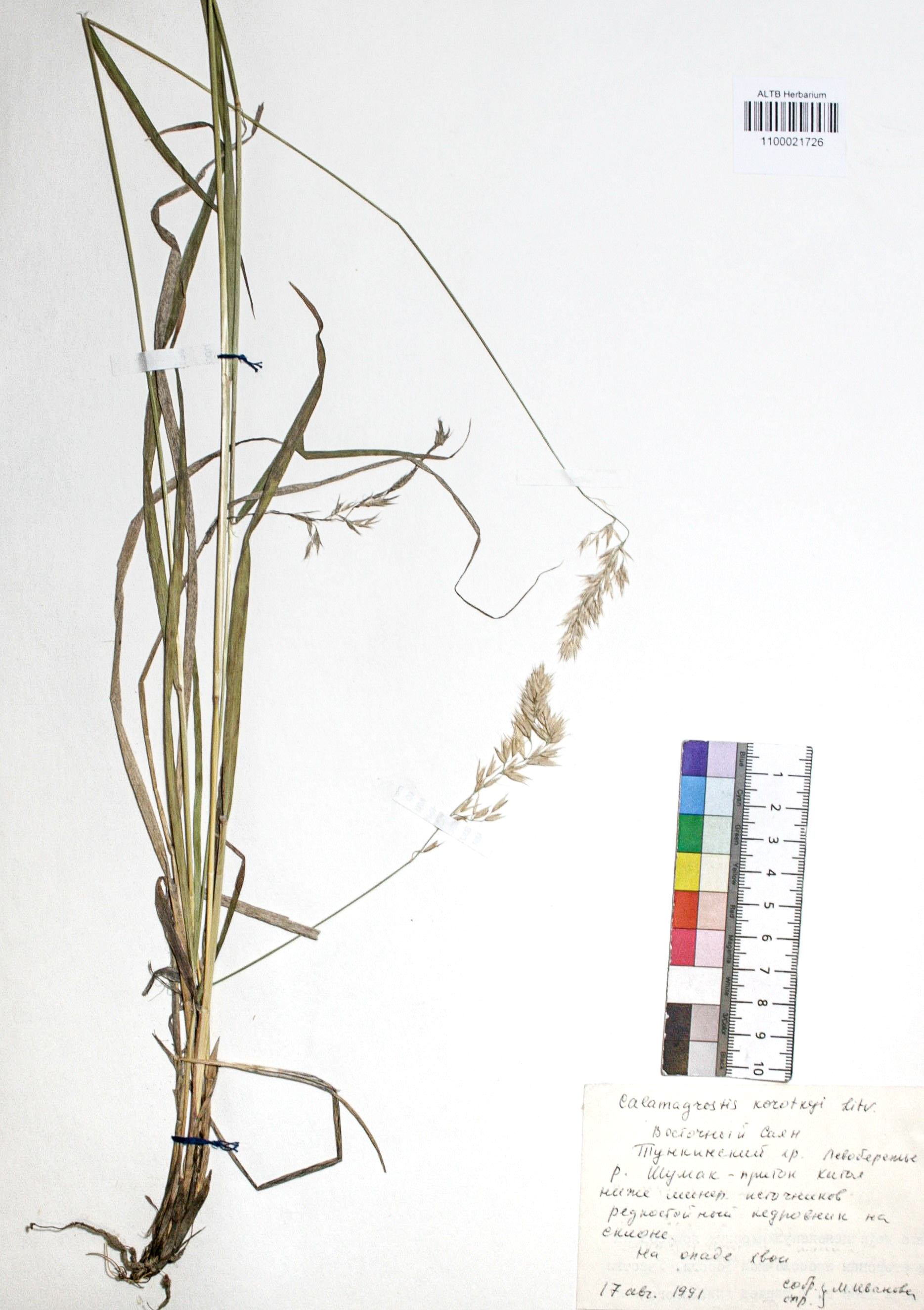 Calamagrostis korotkyi Litv.