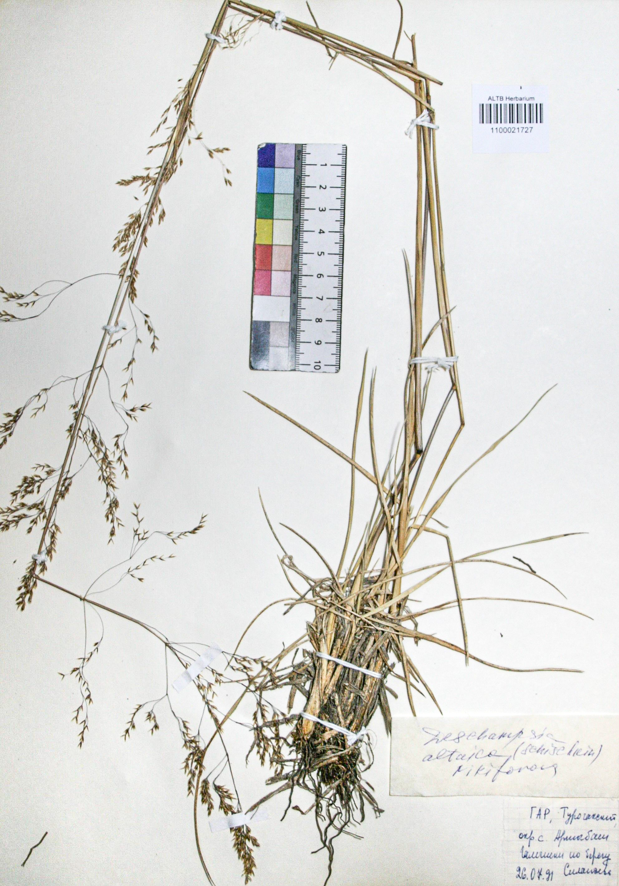 Deschampsia altaica (Schischk.) O.D. Nikif.