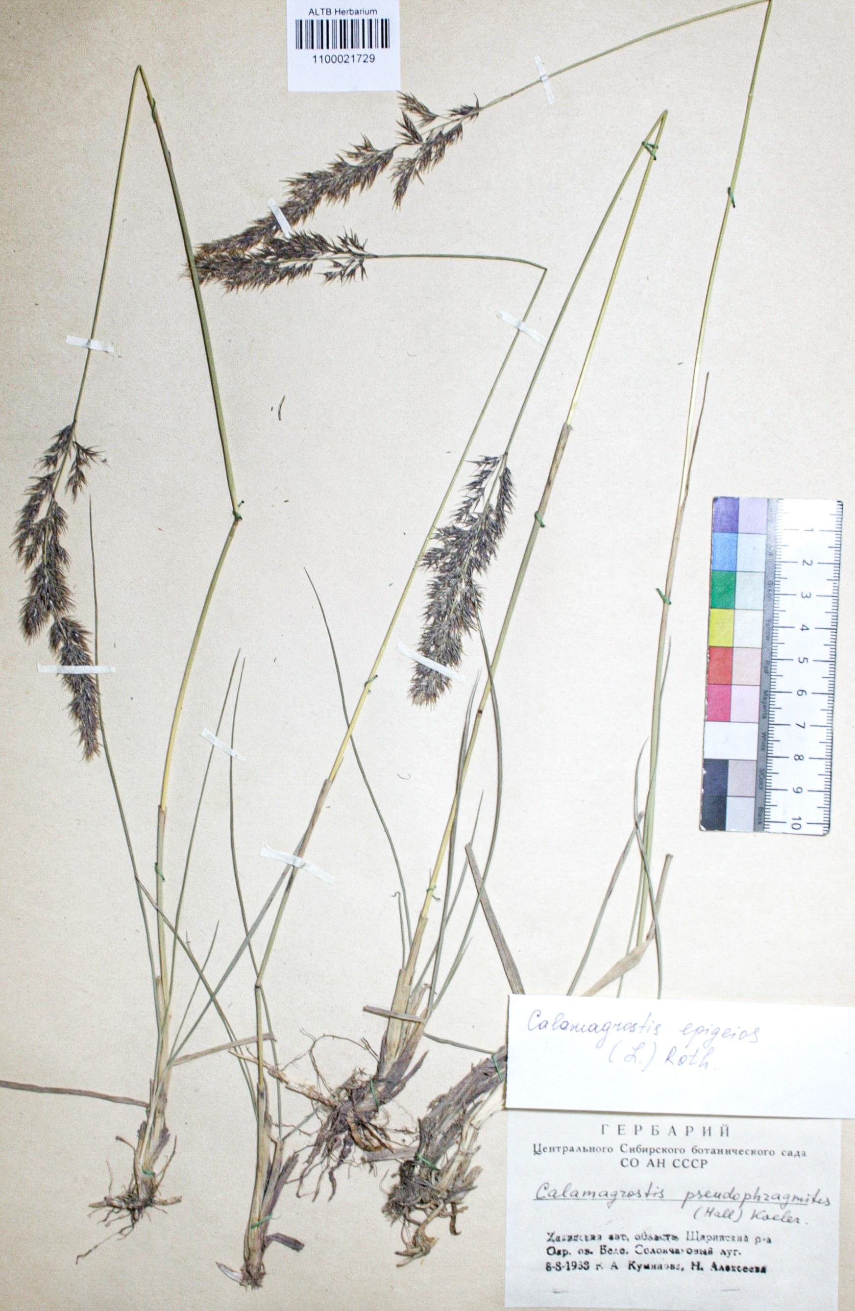 Calamagrostis epigejos (L.) Roth