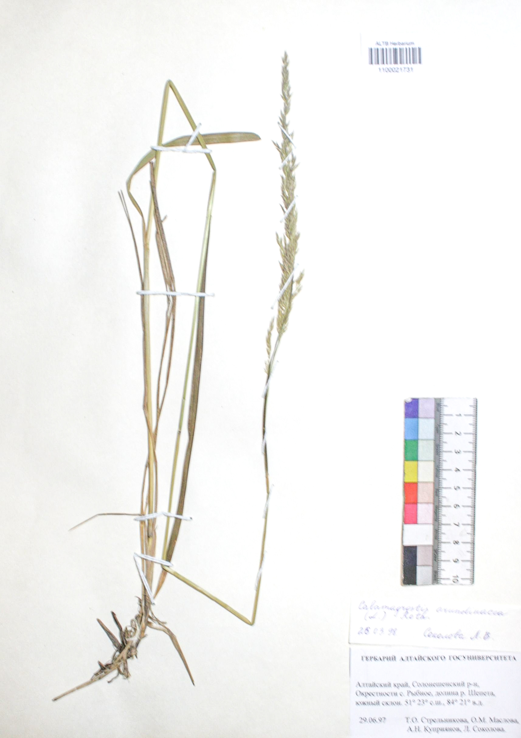 Calamagrostis arundinacea (L.) Roth