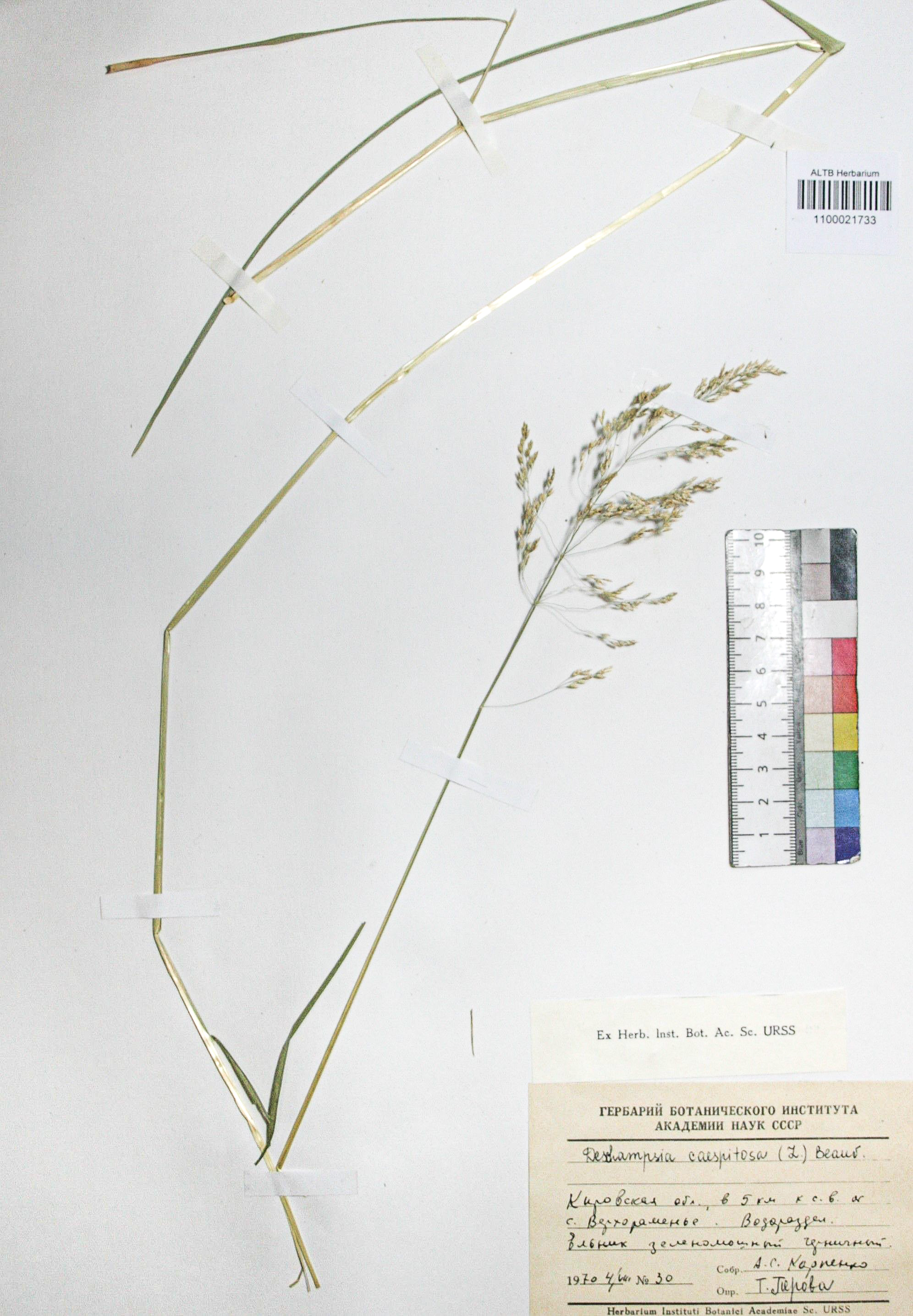 Deschampsia caespitosa (L.) Beauv.