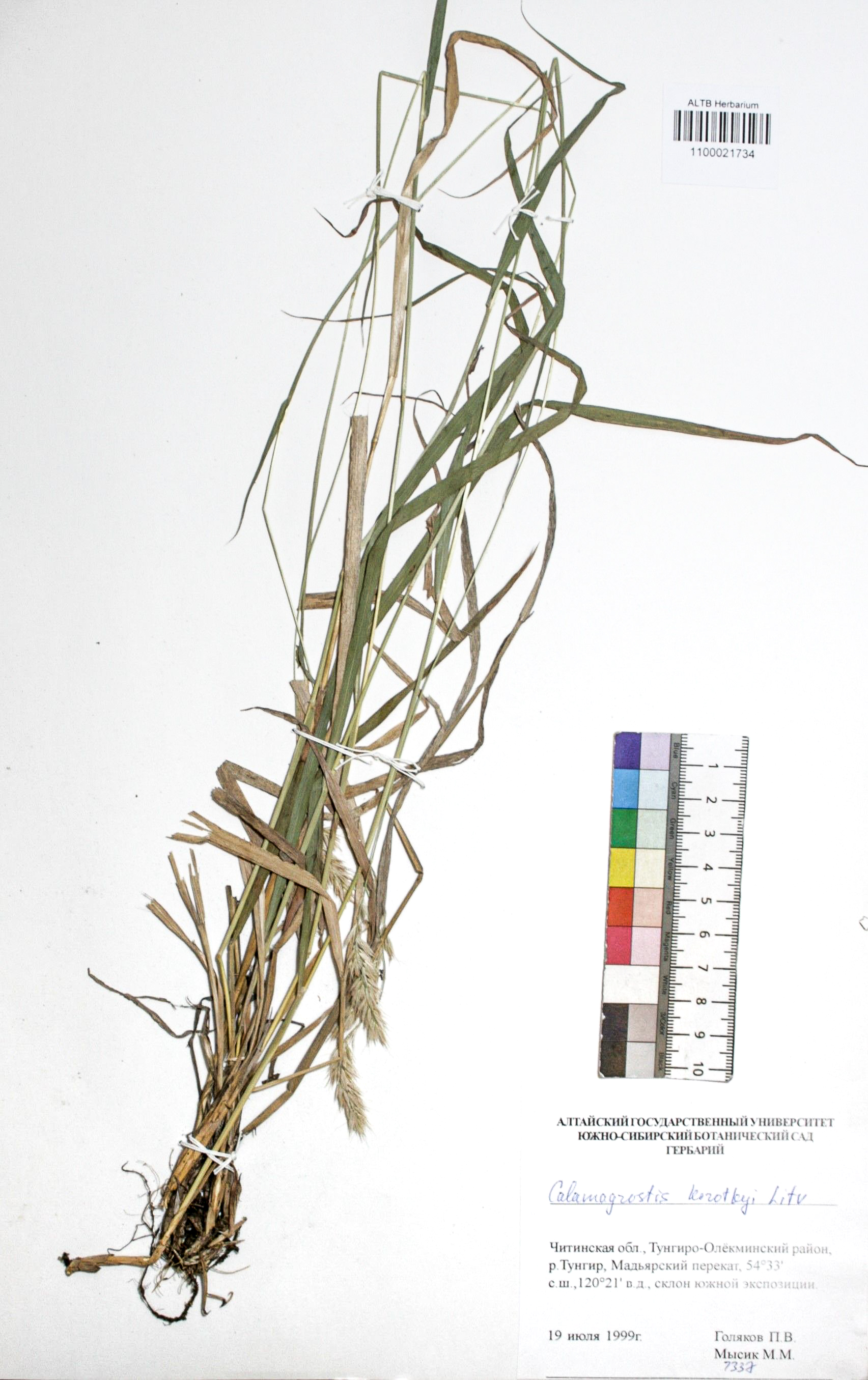 Calamagrostis korotkyi Litv.