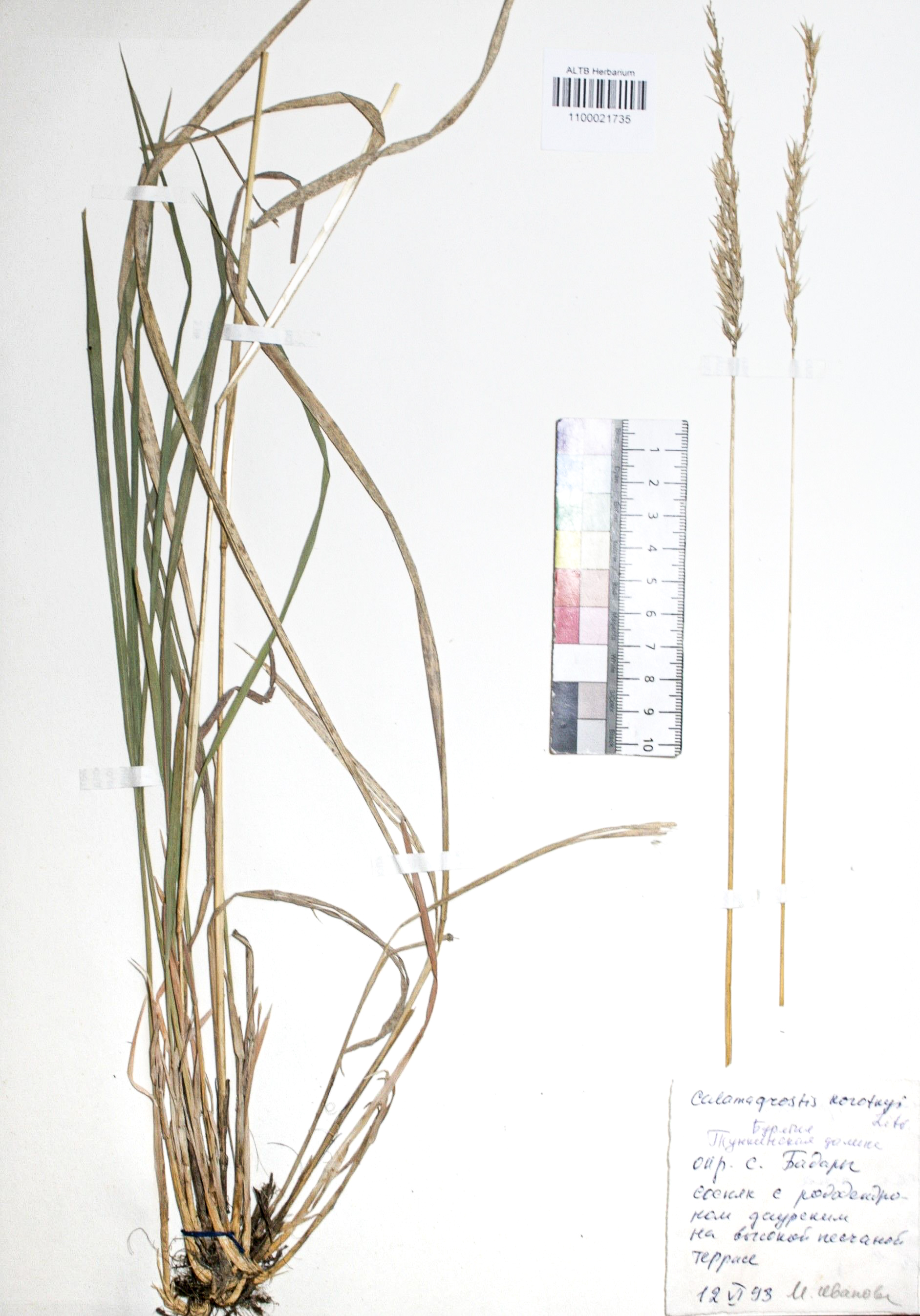 Calamagrostis korotkyi Litv.