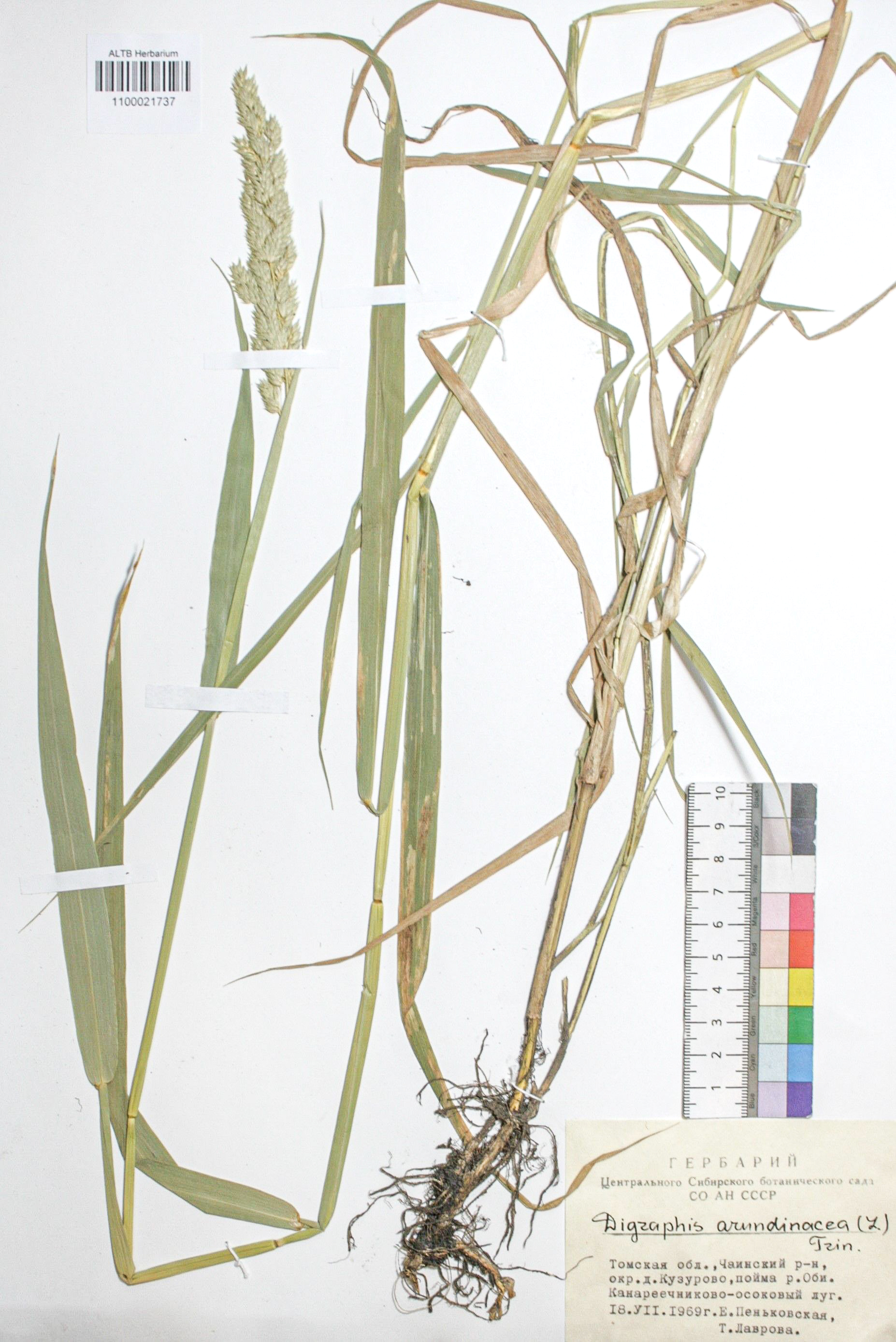 Phalaroides arundinacea (L.) Rausch