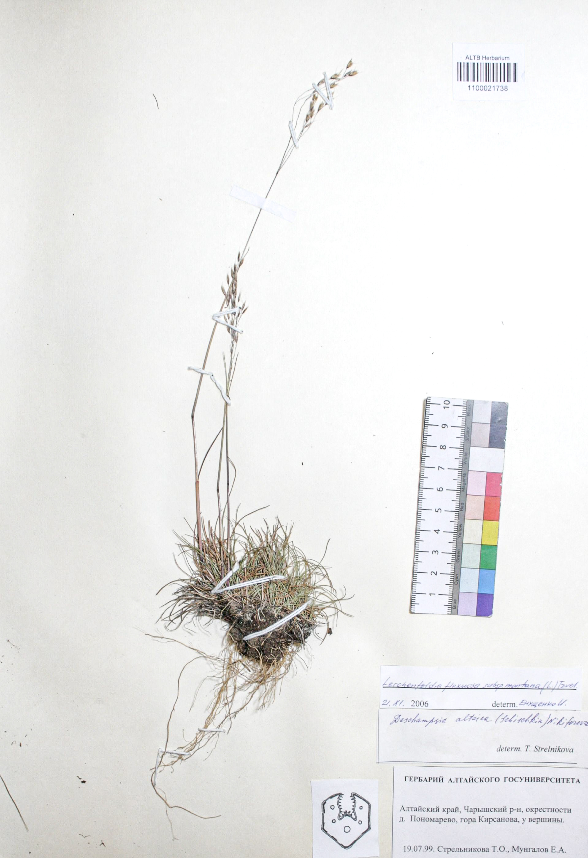 Lerchenfeldia flexuosa (L.) Schur