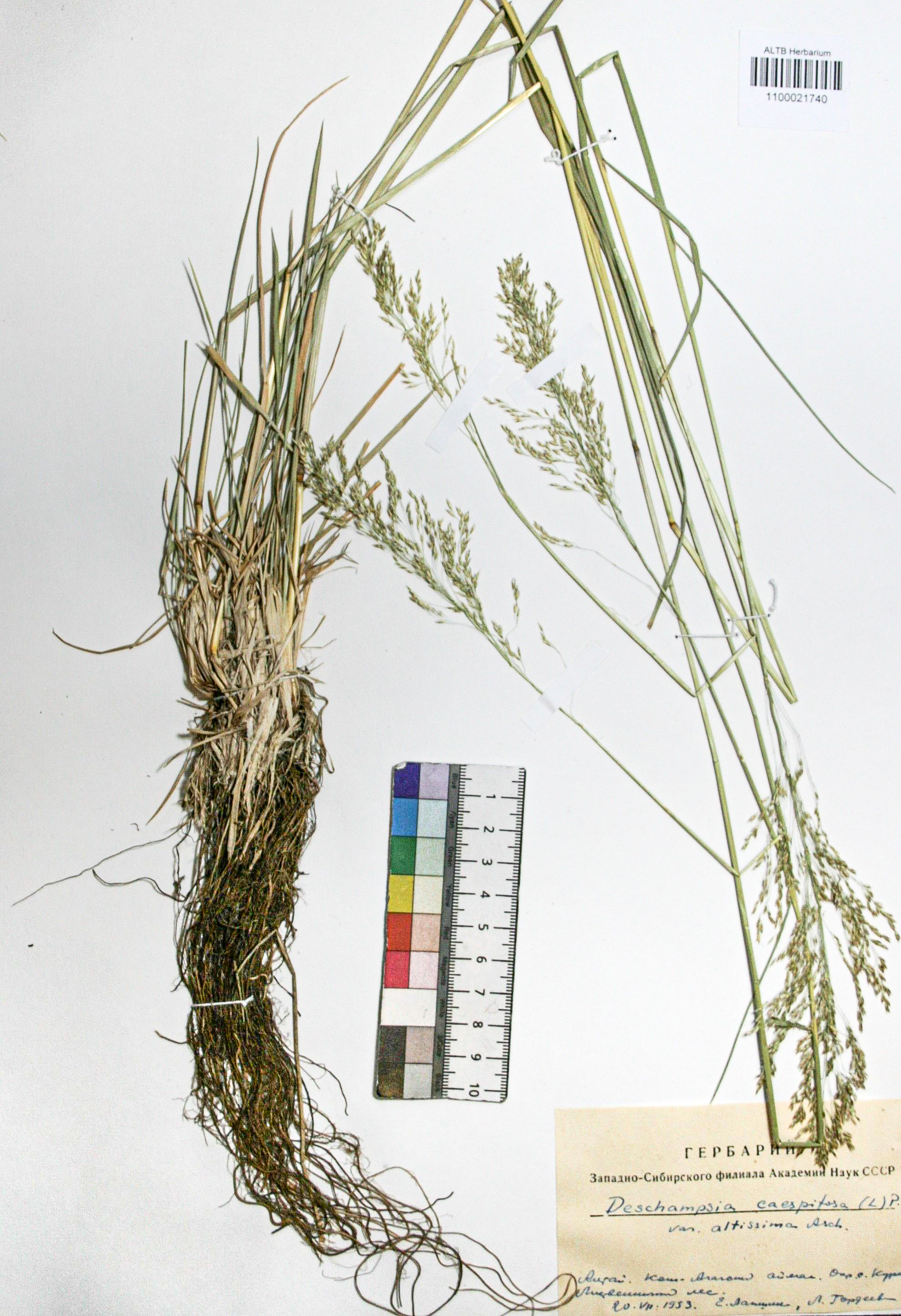 Deschampsia caespitosa (L.) Beauv.