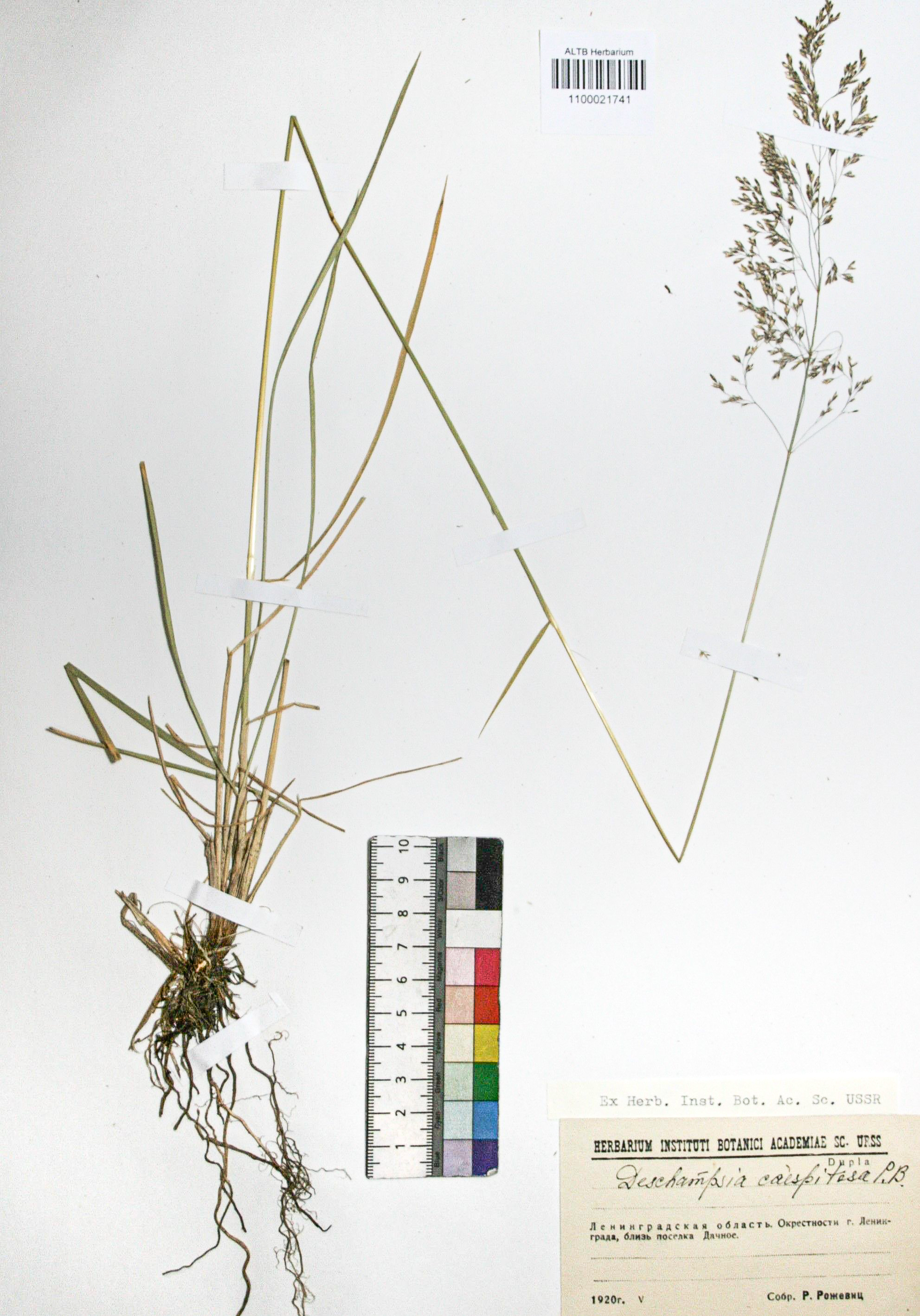 Deschampsia caespitosa (L.) Beauv.