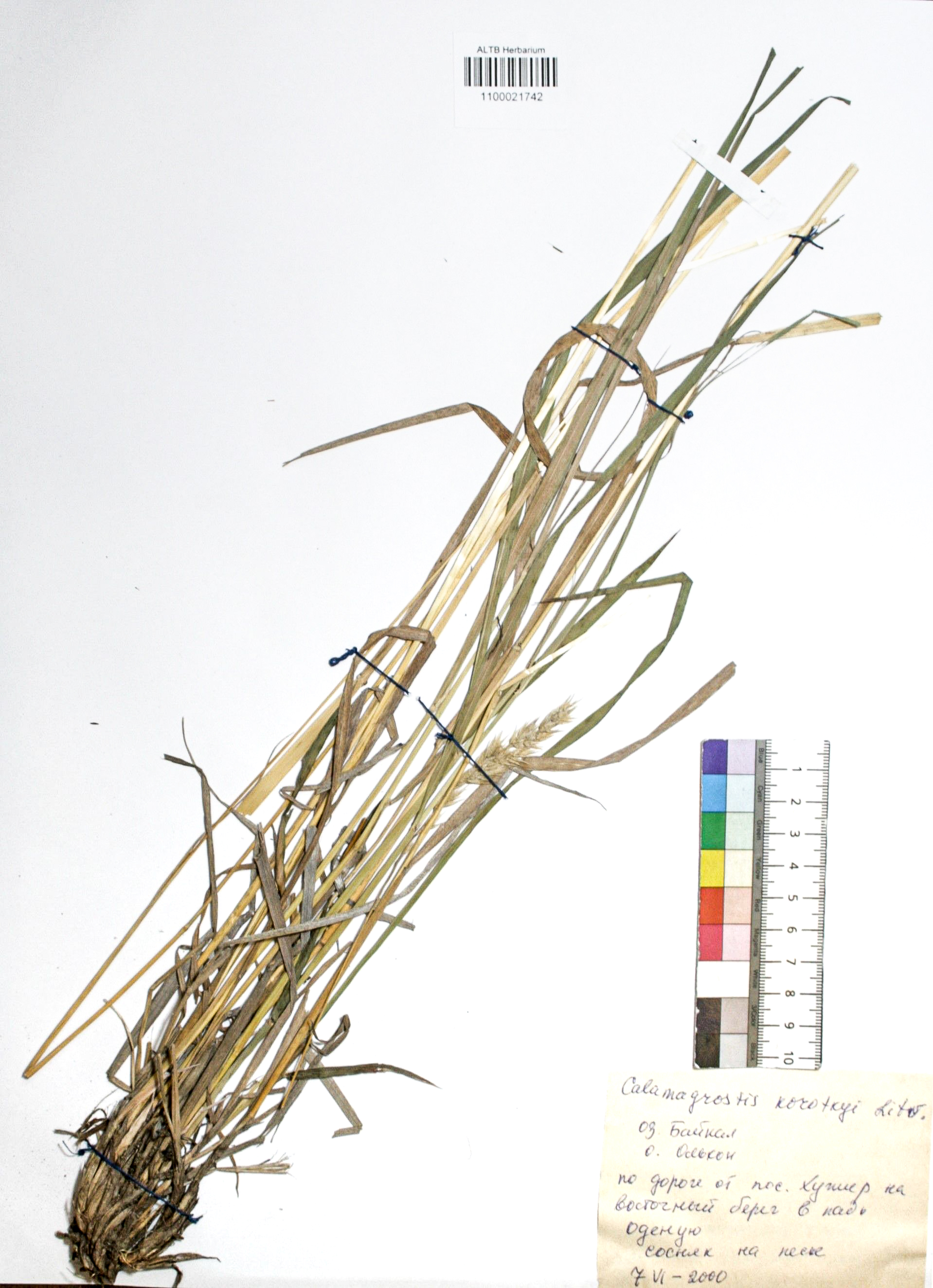 Calamagrostis korotkyi Litv.