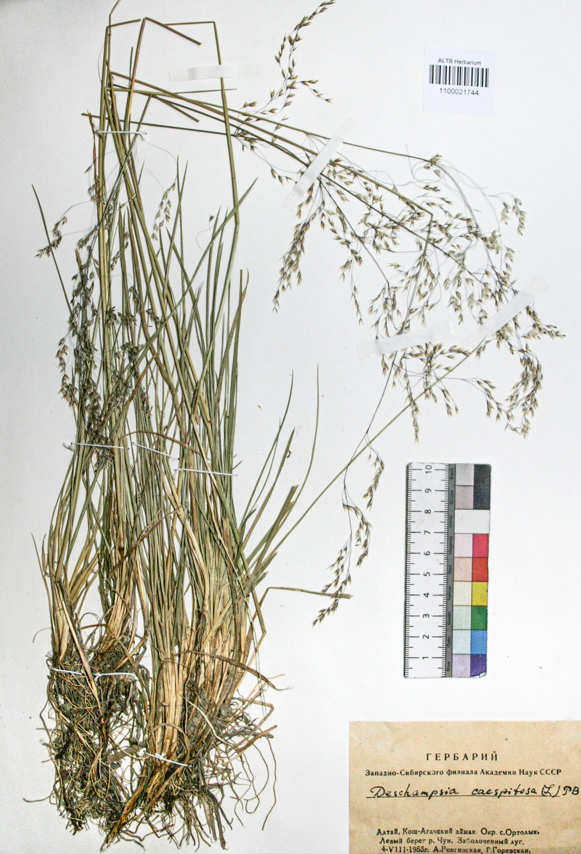 Deschampsia caespitosa (L.) Beauv.