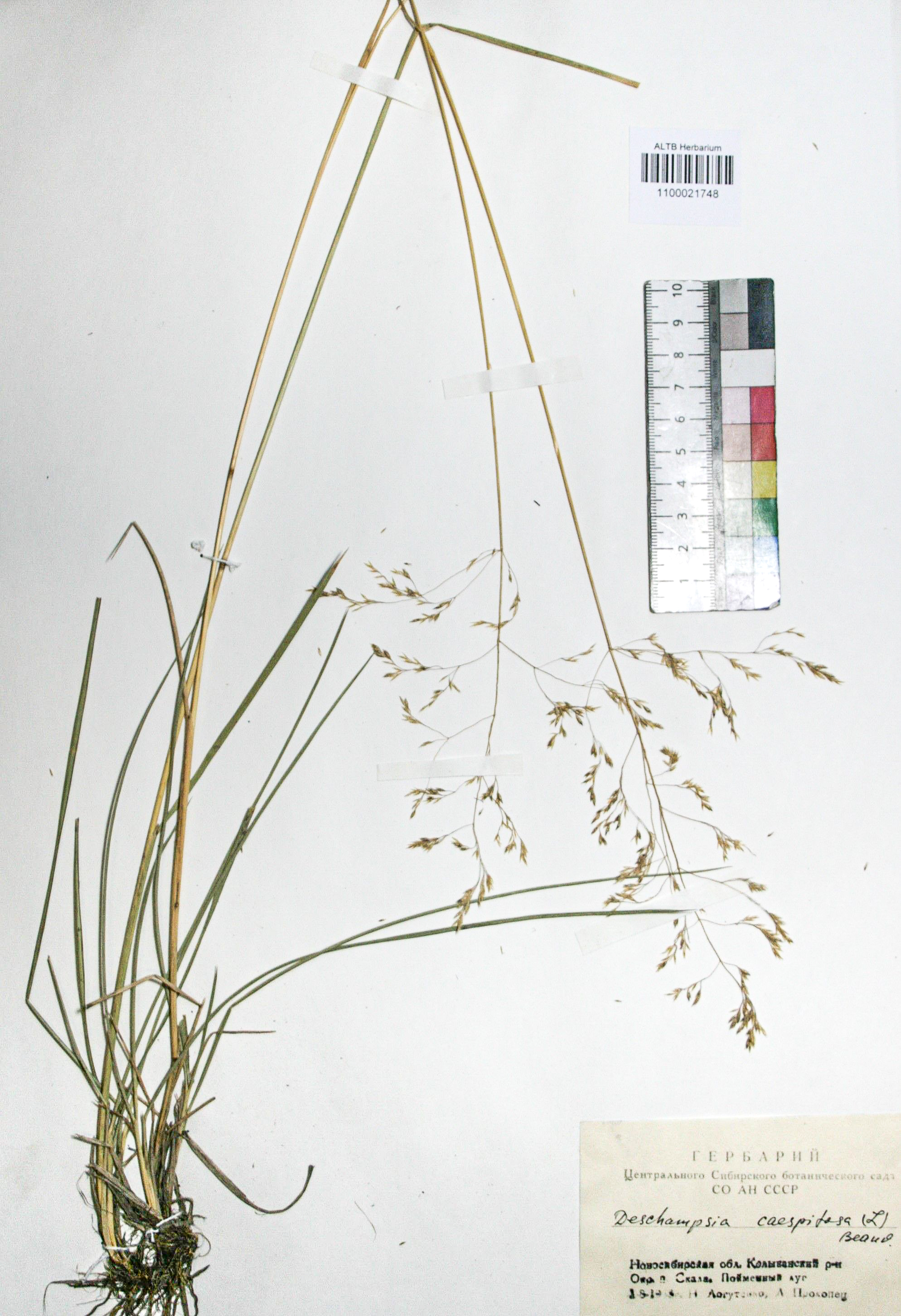 Deschampsia caespitosa (L.) Beauv.