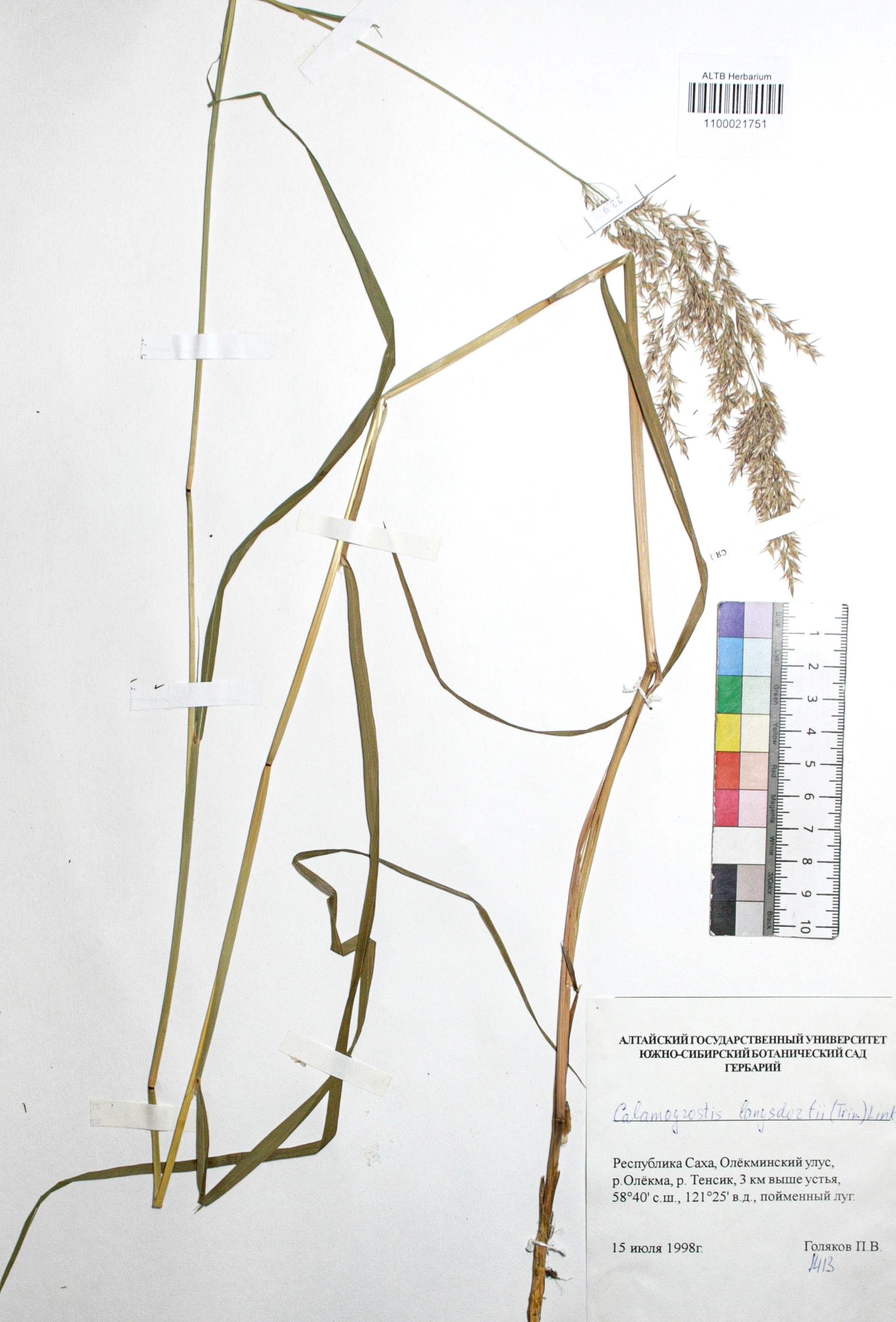 Calamagrostis langsdorffii (Link) Trin.