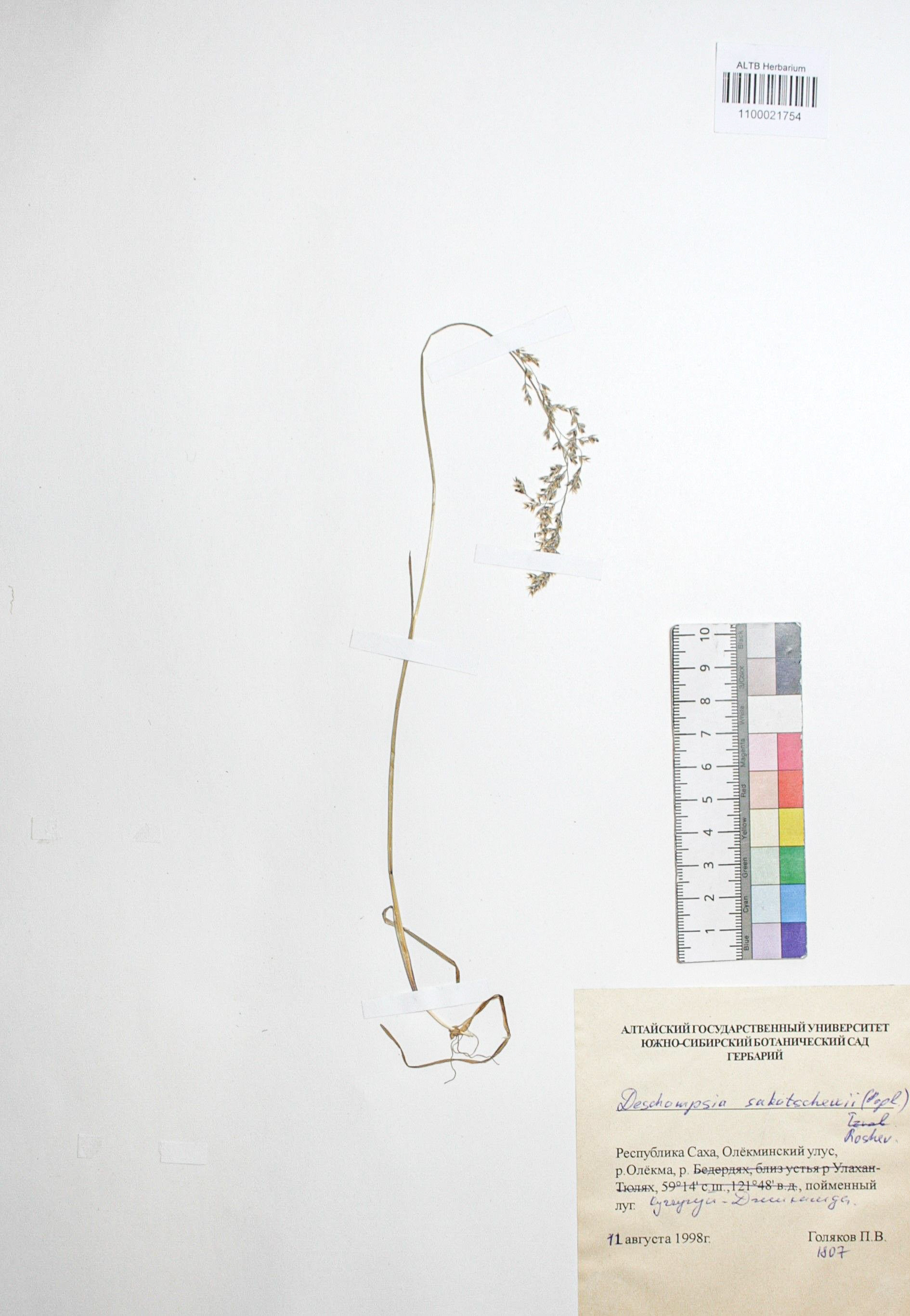 Deschampsia sukatschewii (Popl.) Roshev.