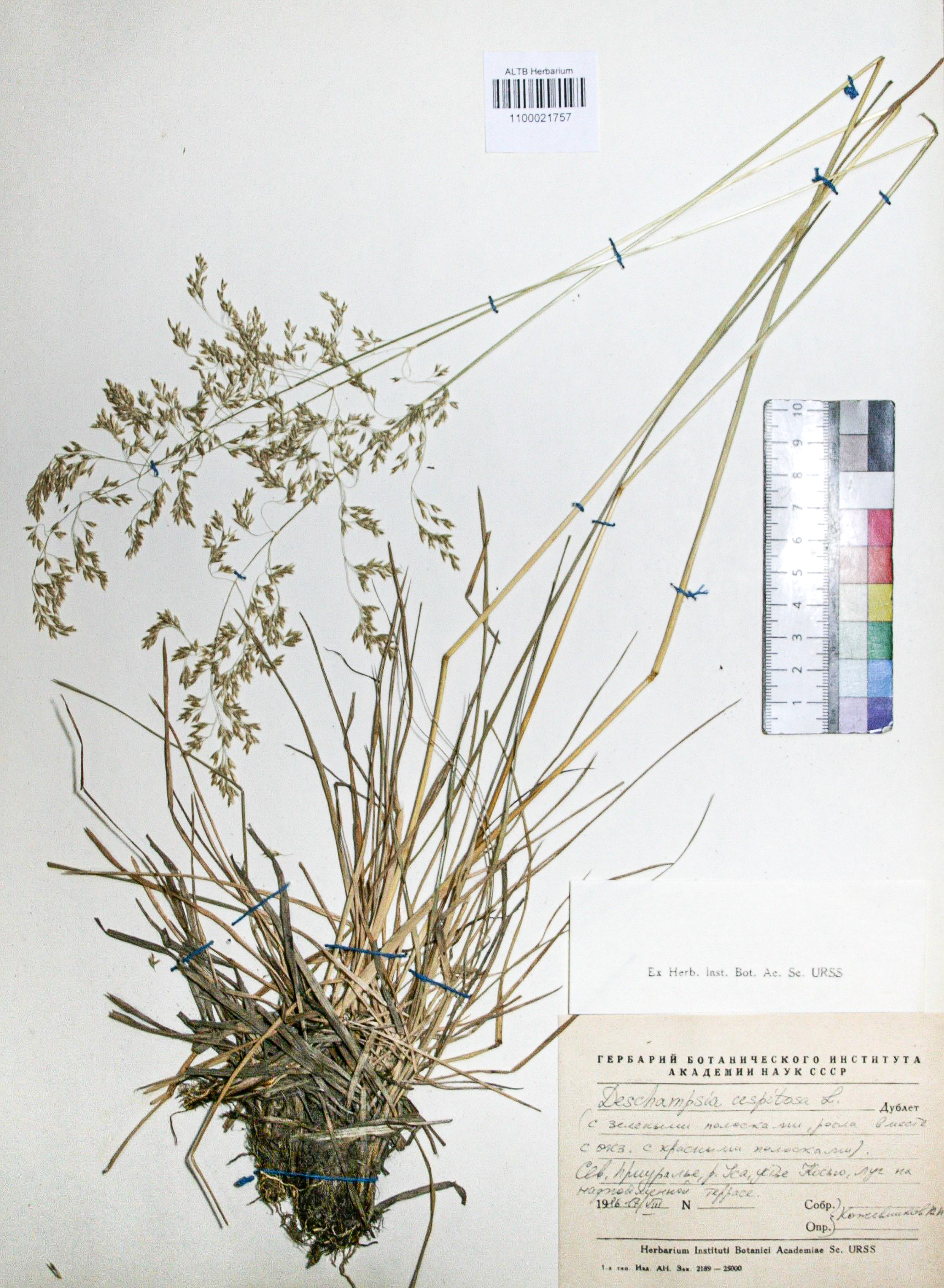 Deschampsia caespitosa (L.) Beauv.