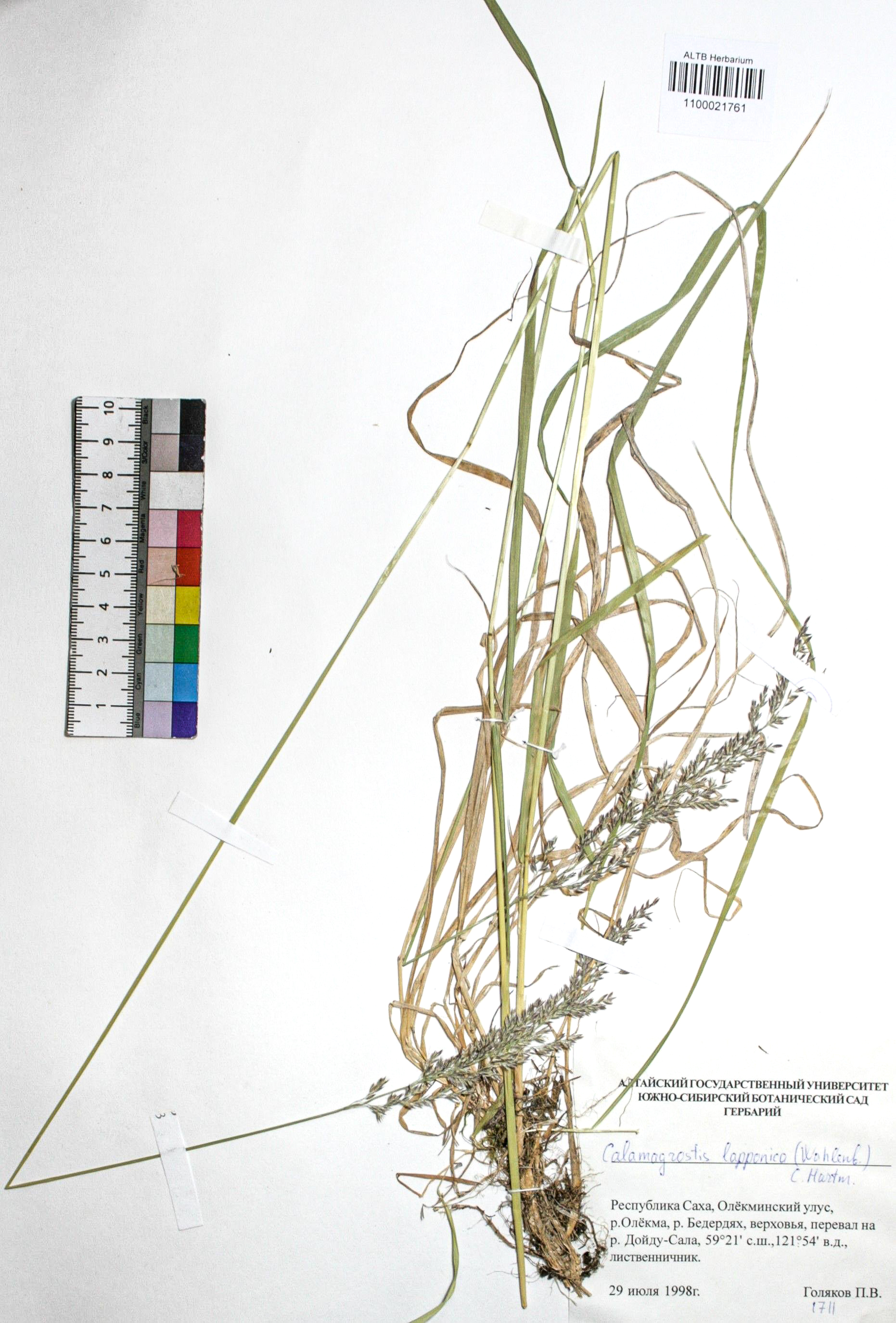 Calamagrostis lapponica (Wahlb.) Hartm.