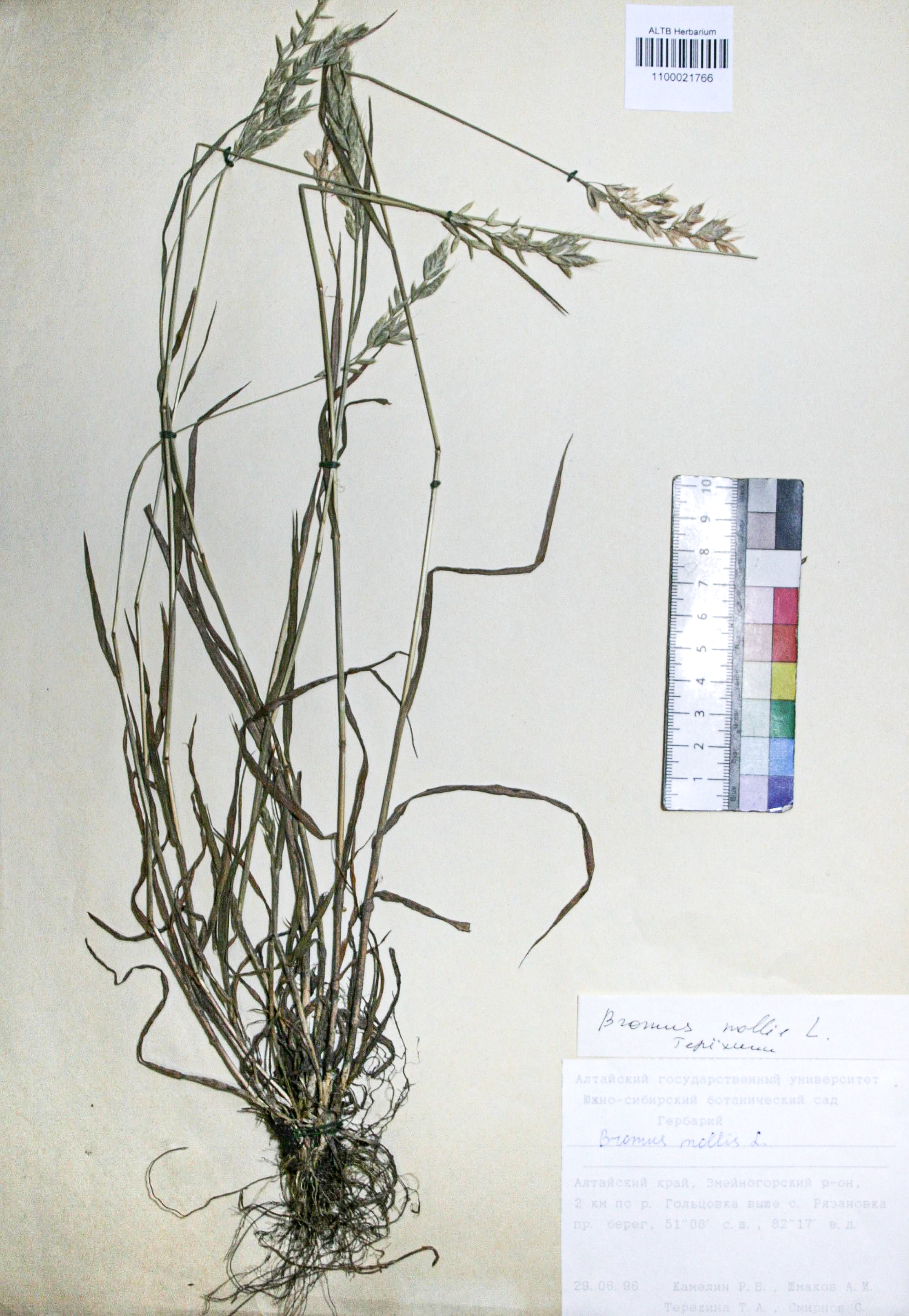 Bromus mollis L.