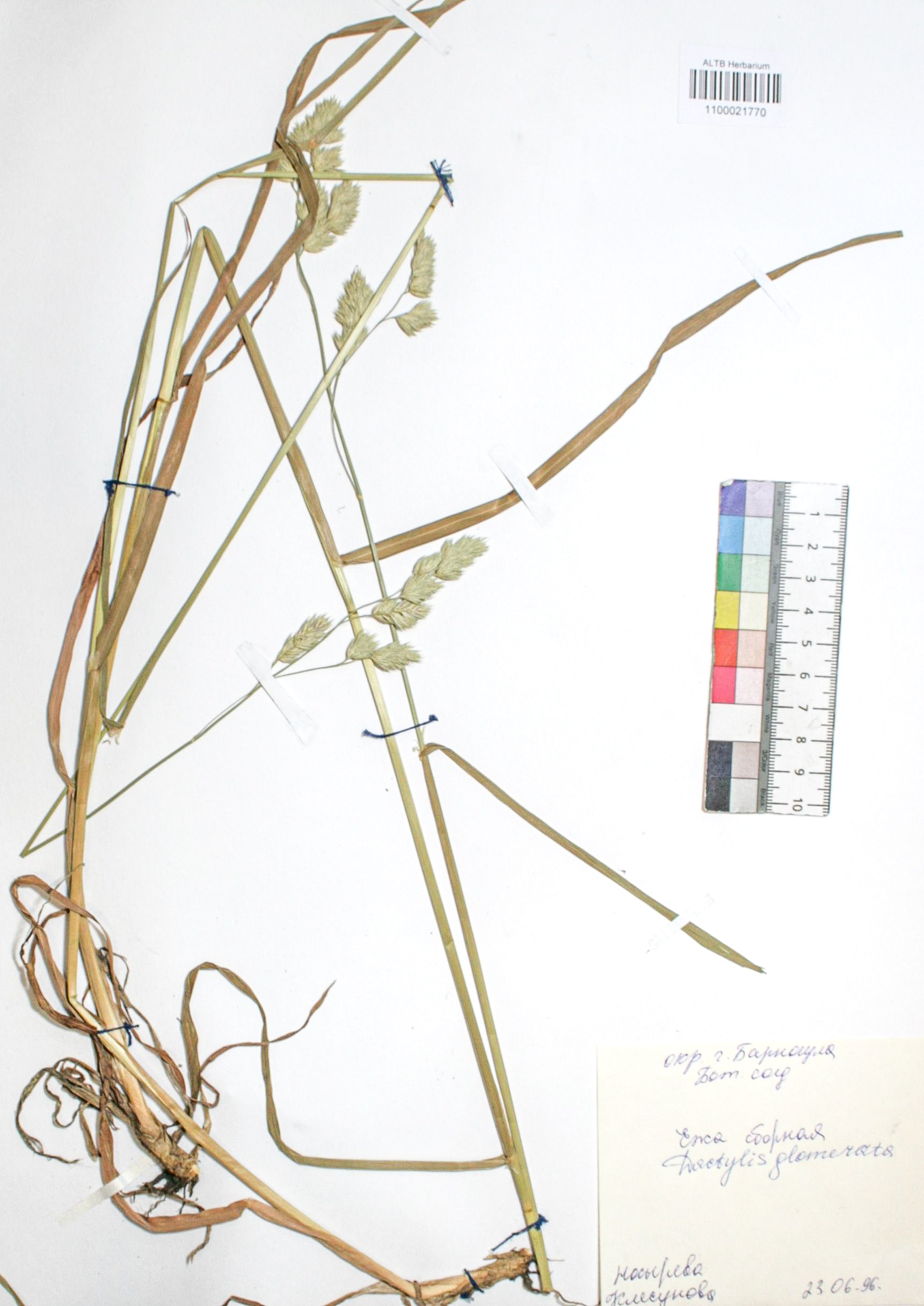 Dactylis glomerata L.