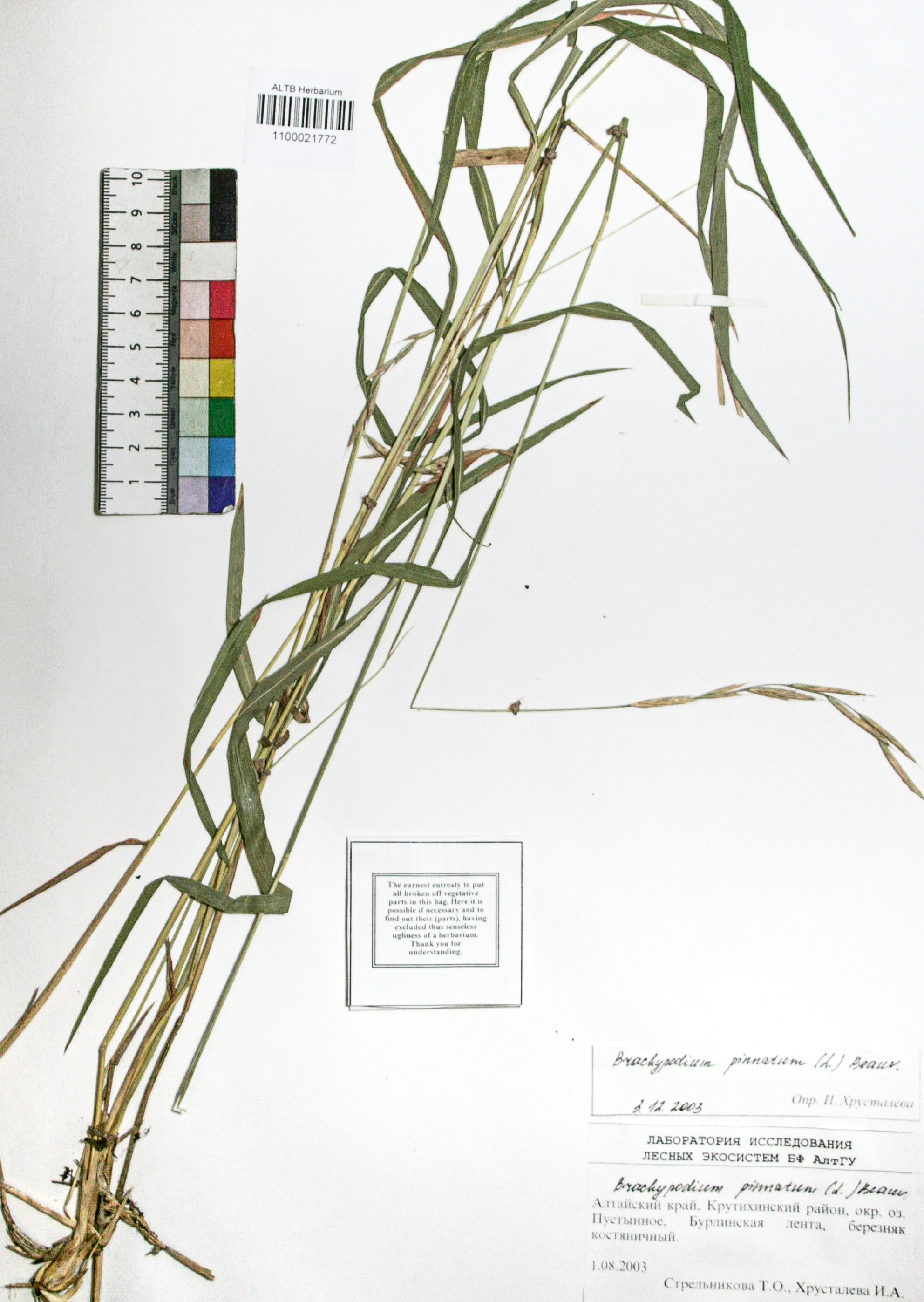 Brachypodium pinnatum (L.) Beauv. 