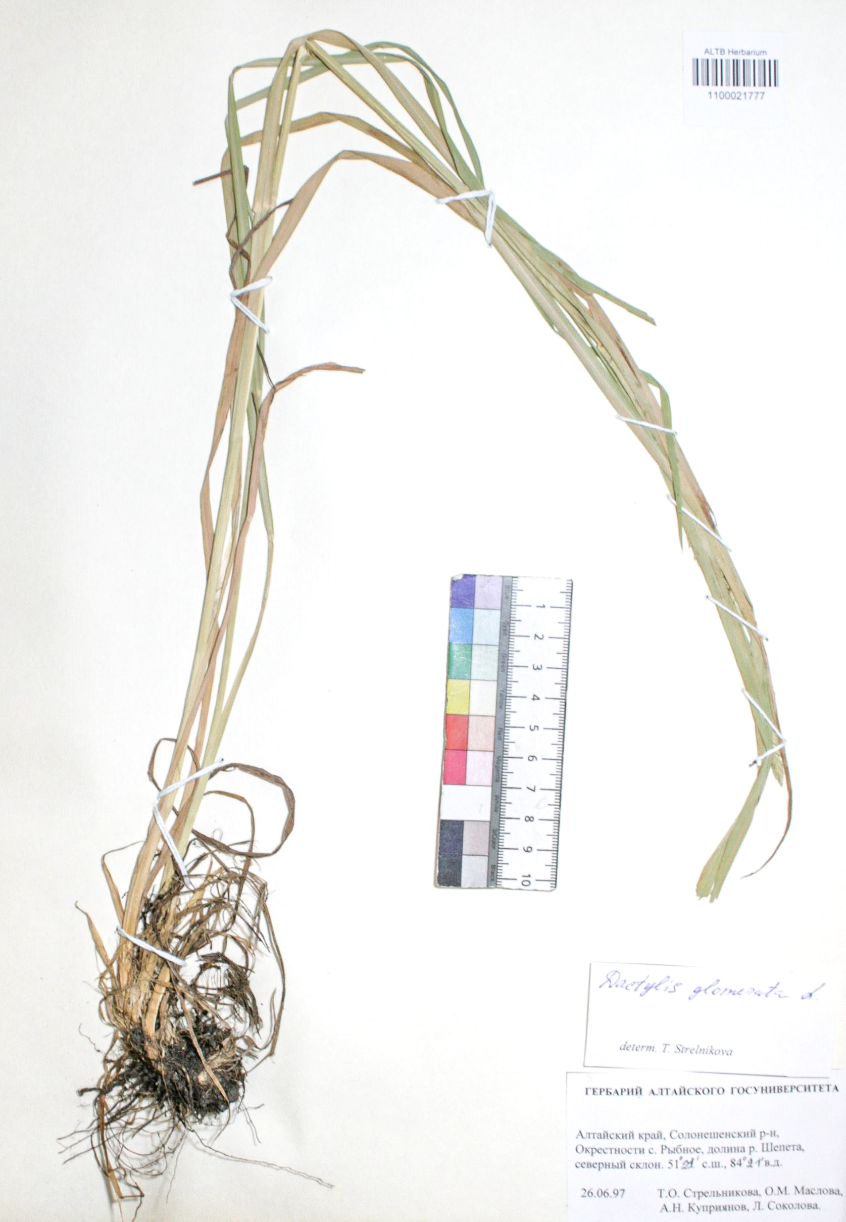 Dactylis glomerata L.