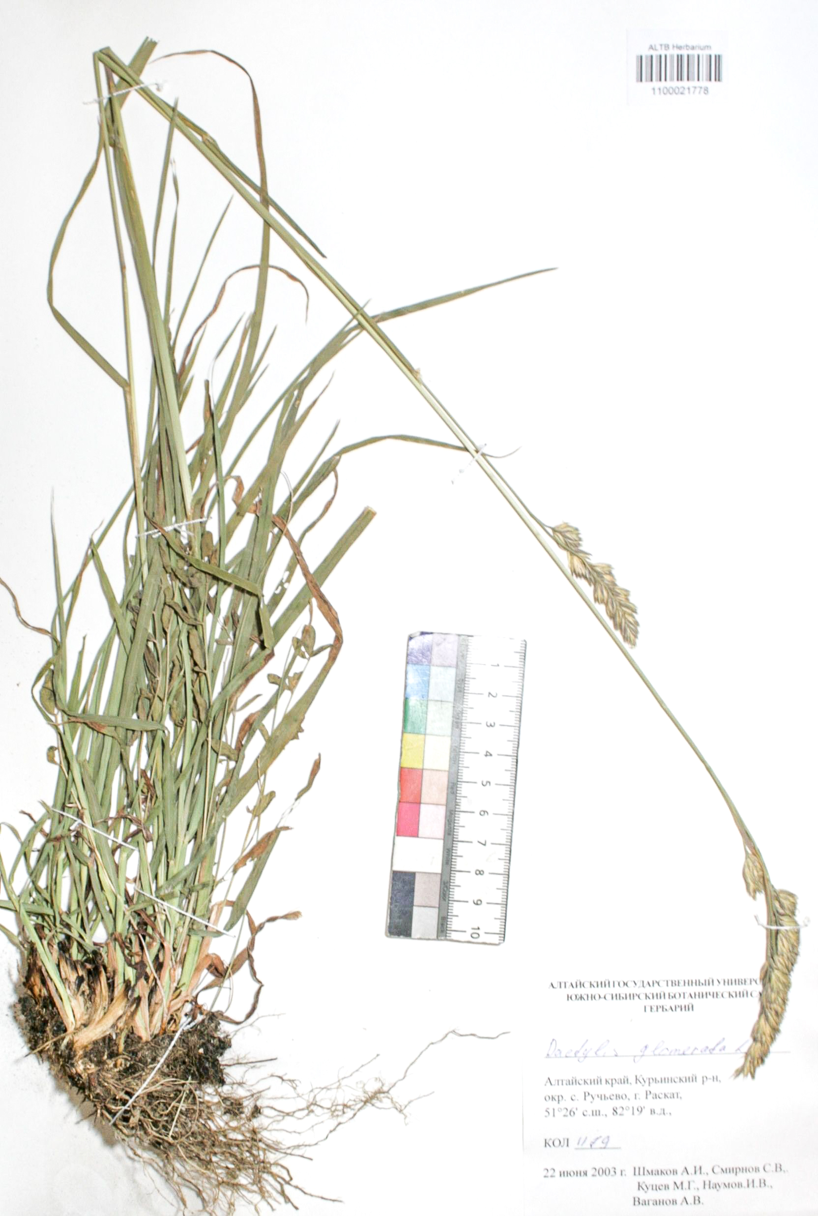 Dactylis glomerata L.