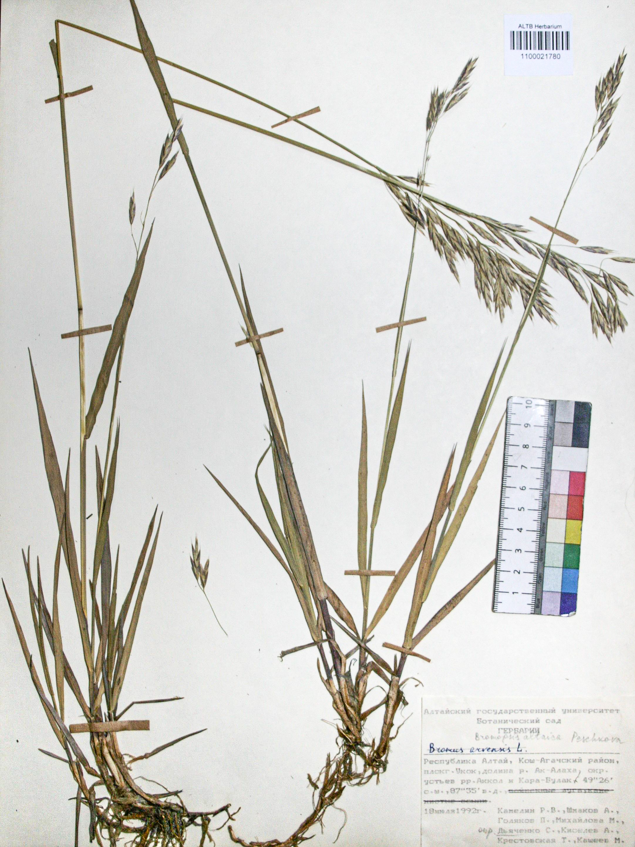 Bromopsis altaica Peschkova