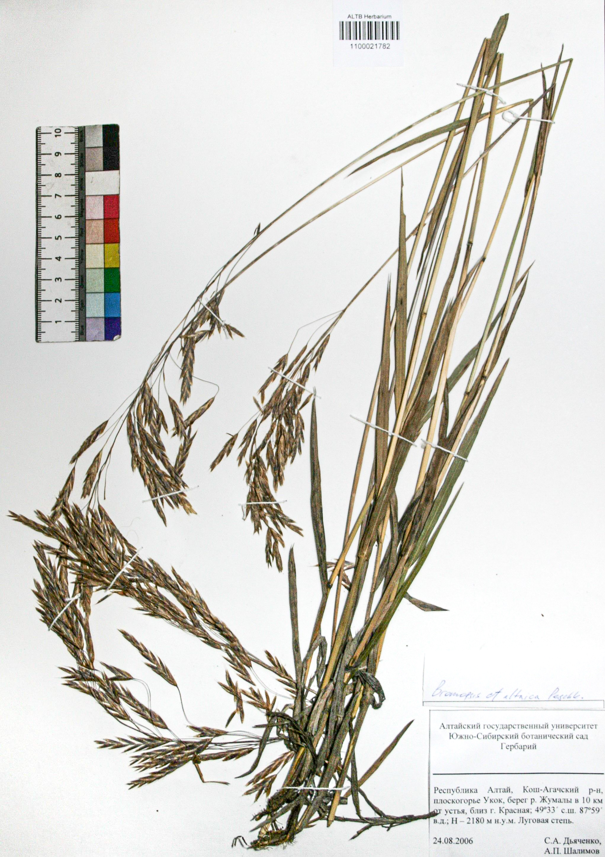 Bromopsis altaica Peschkova