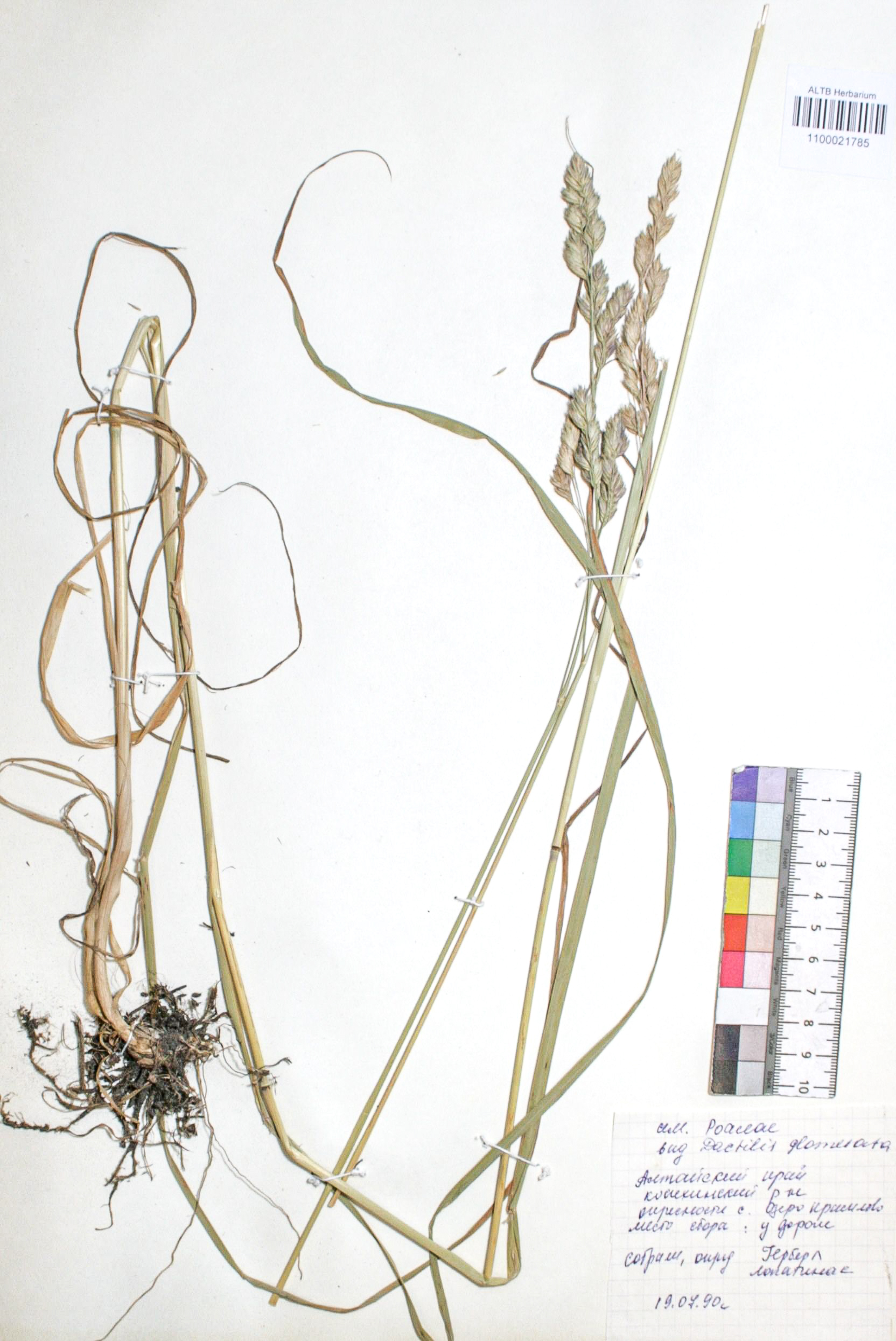 Dactylis glomerata L.