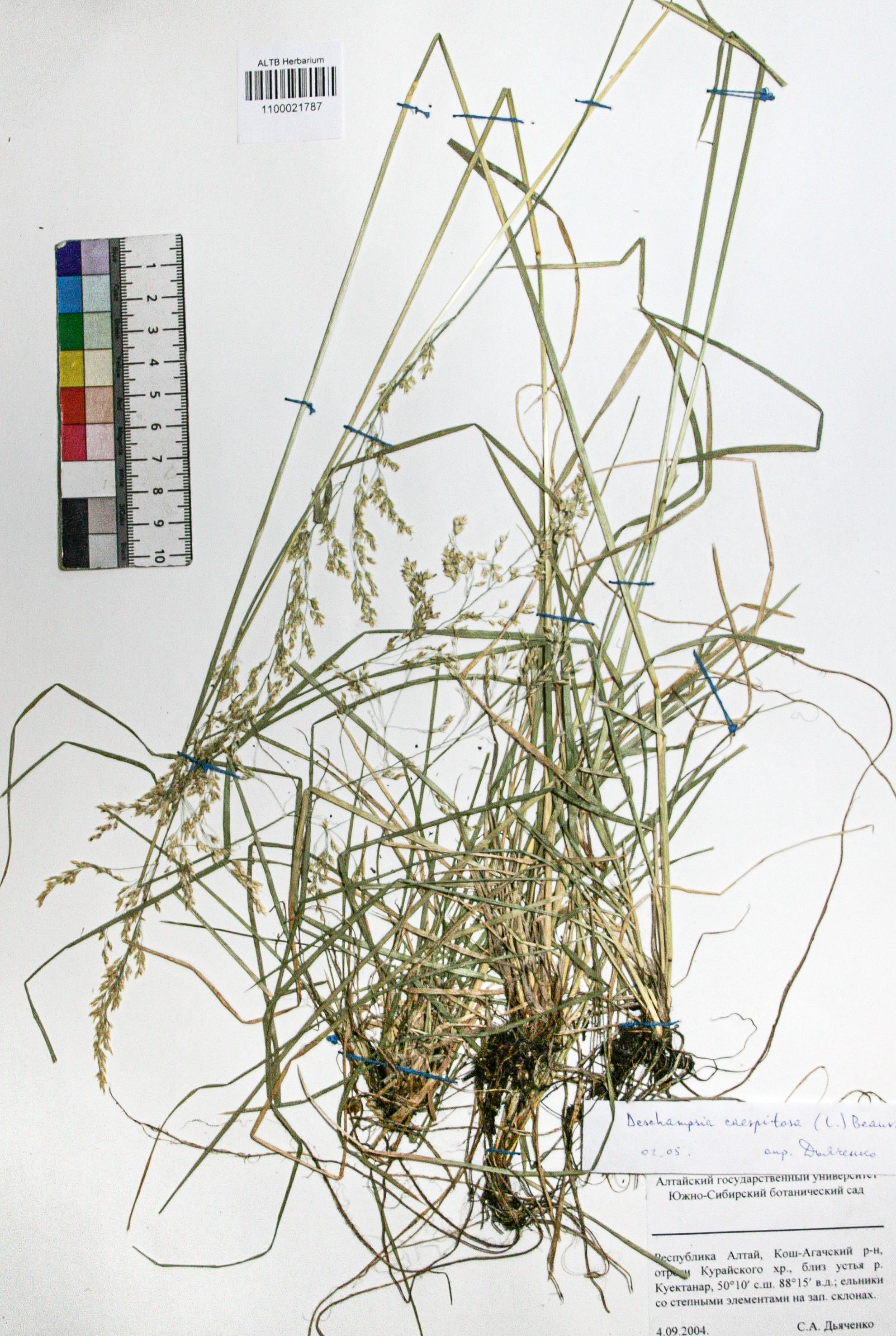 Deschampsia caespitosa (L.) Beauv.