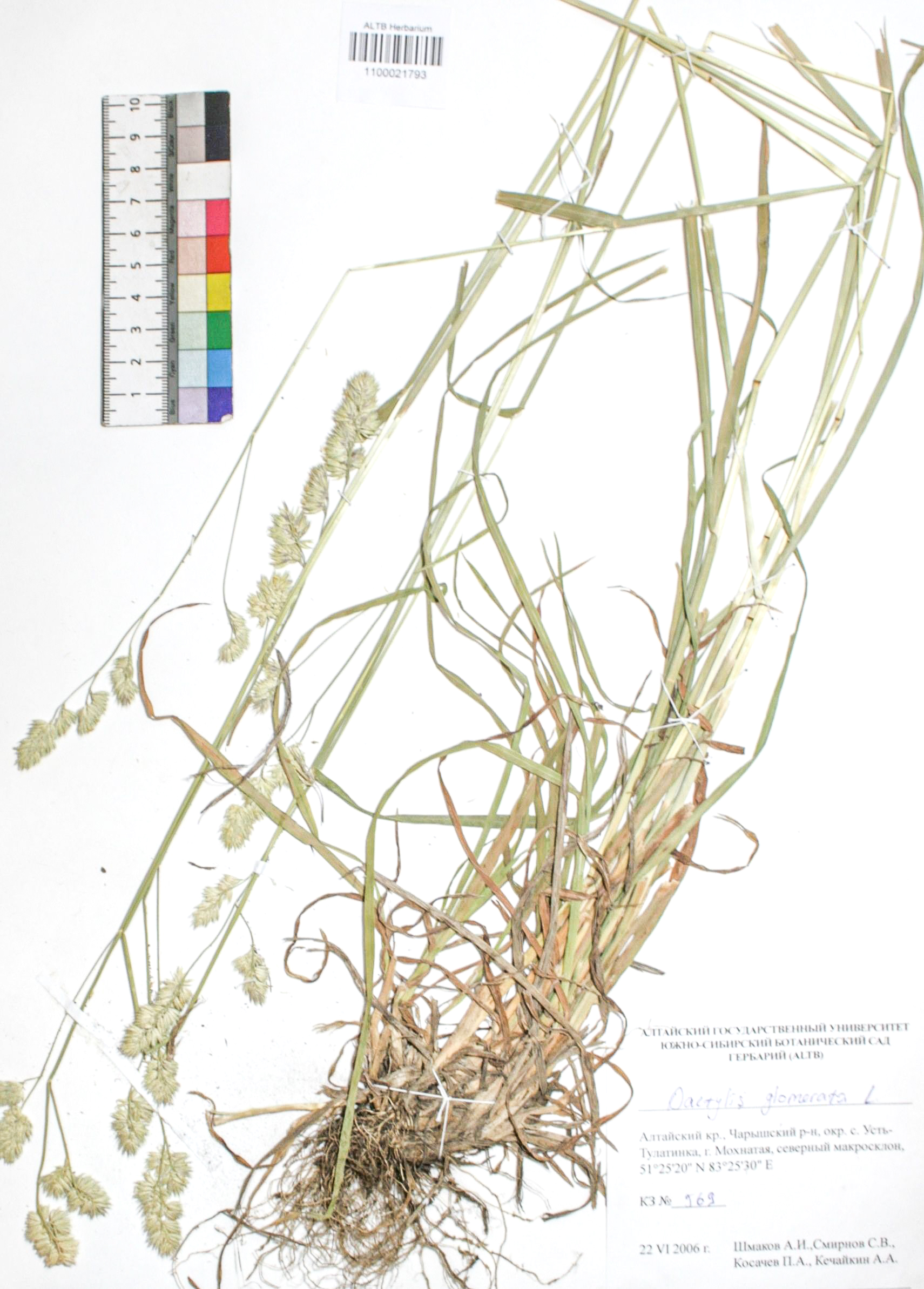 Dactylis glomerata L.