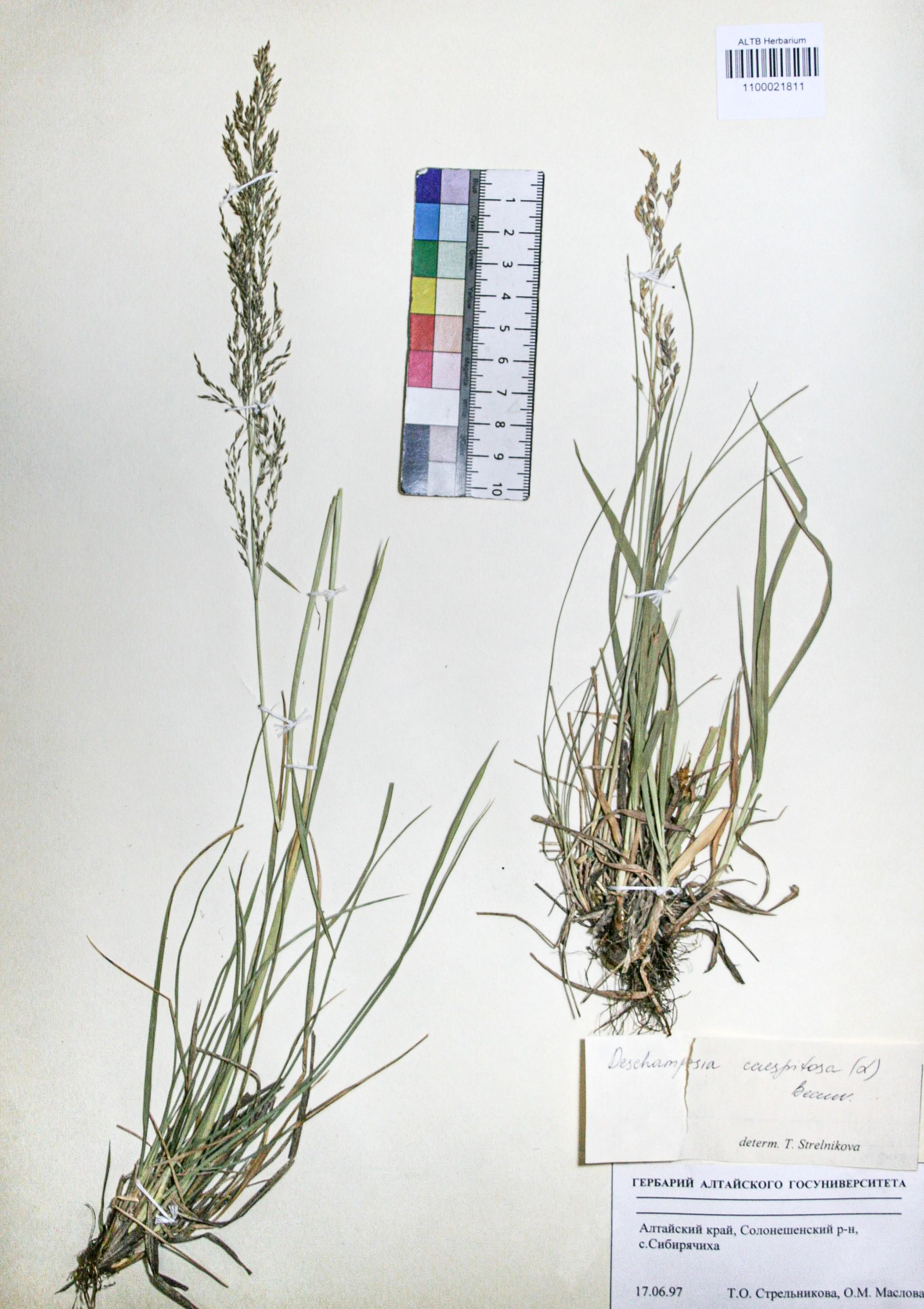 Deschampsia caespitosa (L.) Beauv.