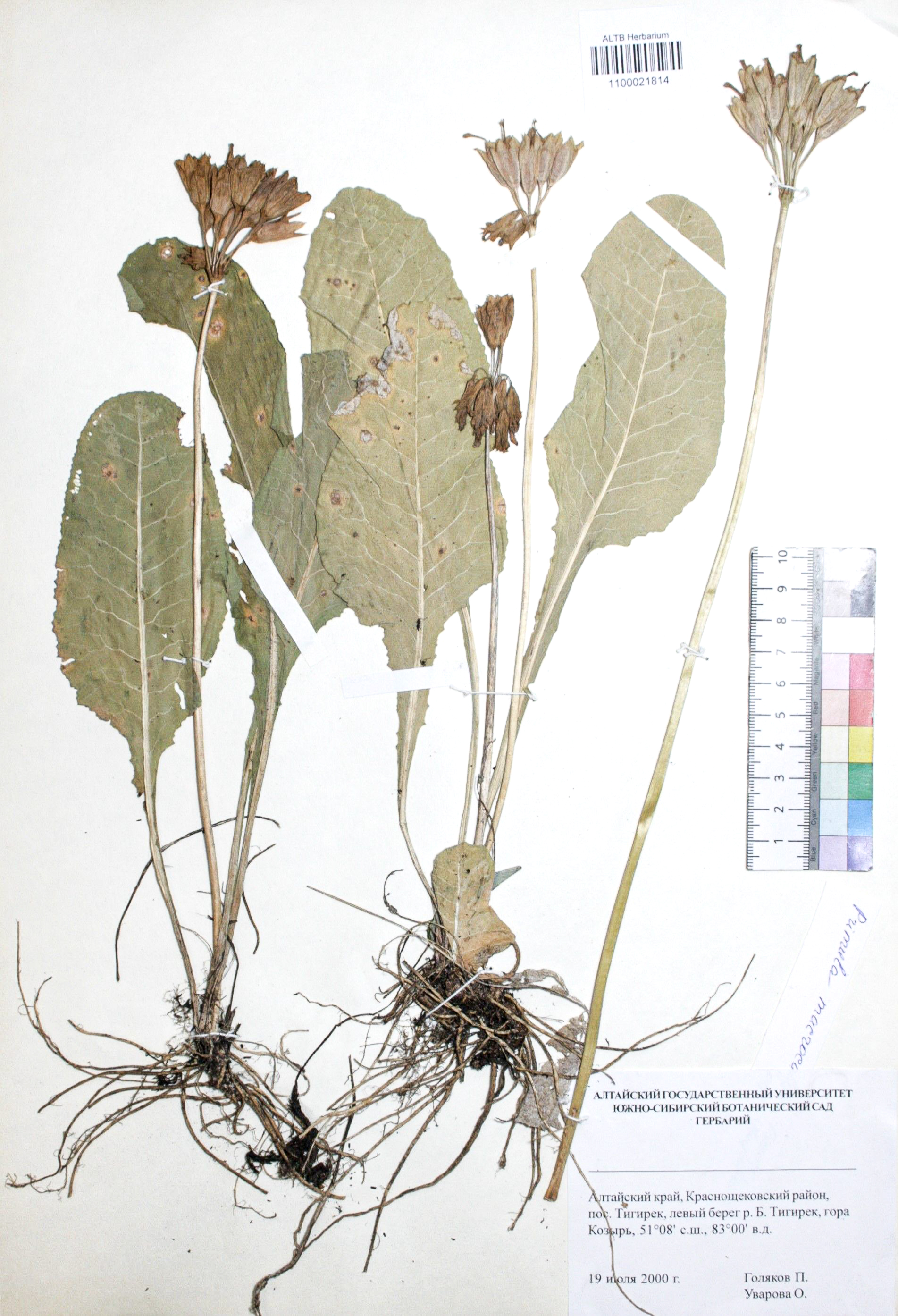 Primula macrocalyx Bunge
