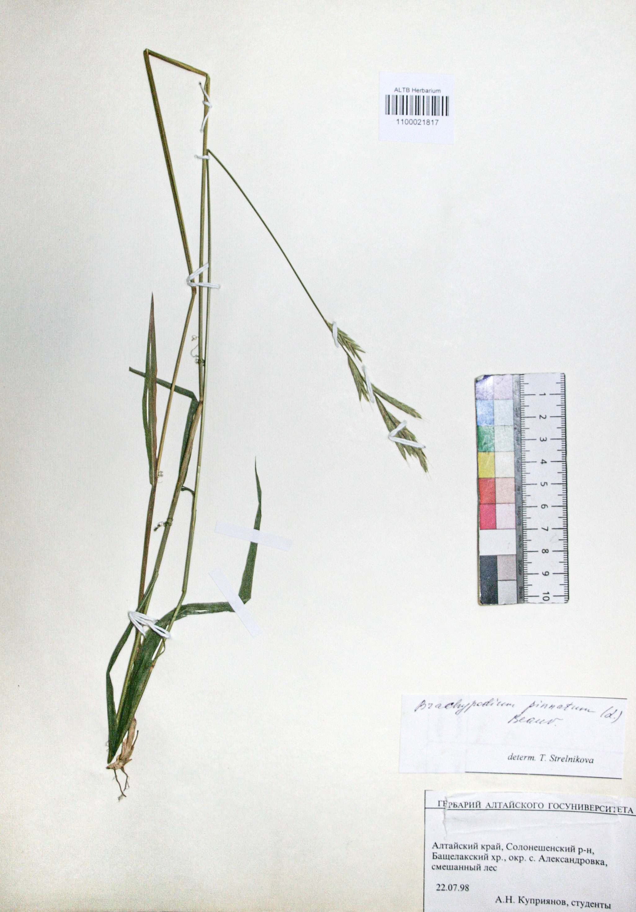 Brachypodium pinnatum (L.) Beauv. 