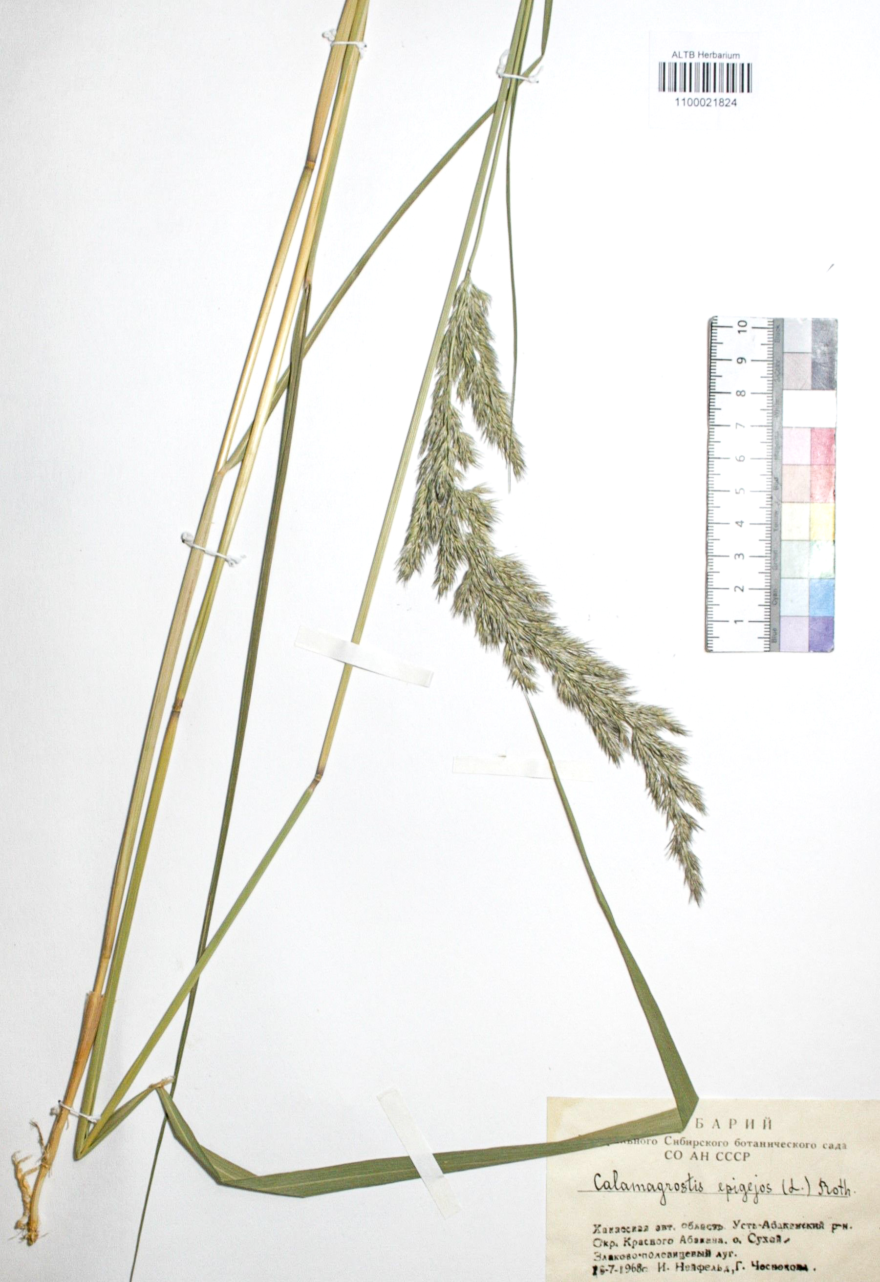 Calamagrostis epigejos (L.) Roth