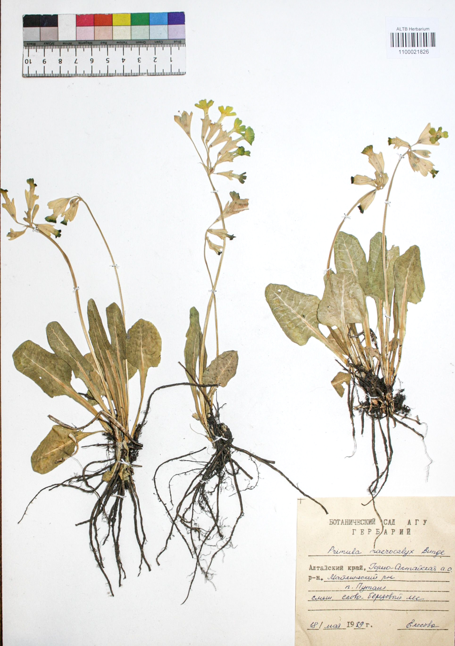 Primula macrocalyx Bunge