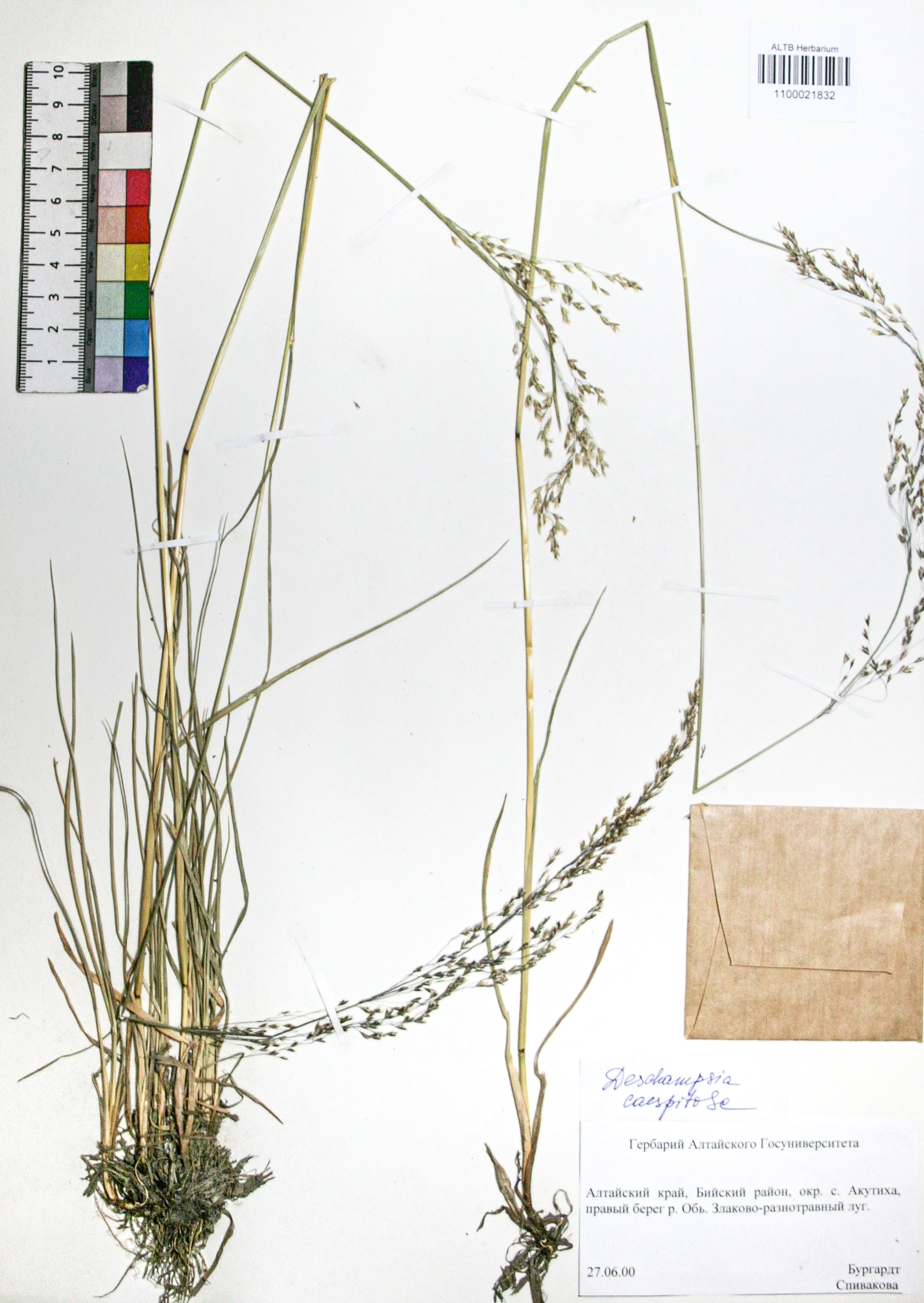 Deschampsia caespitosa (L.) Beauv.