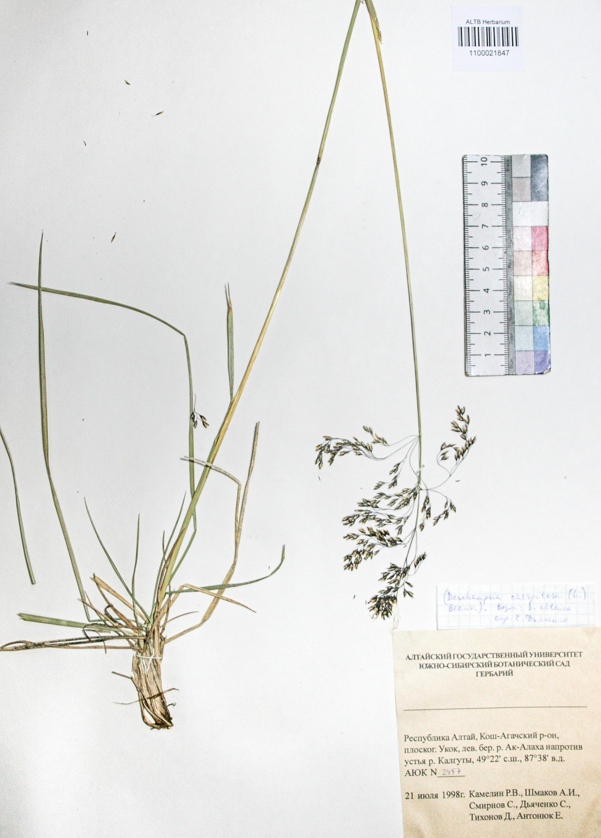 Deschampsia caespitosa (L.) Beauv.
