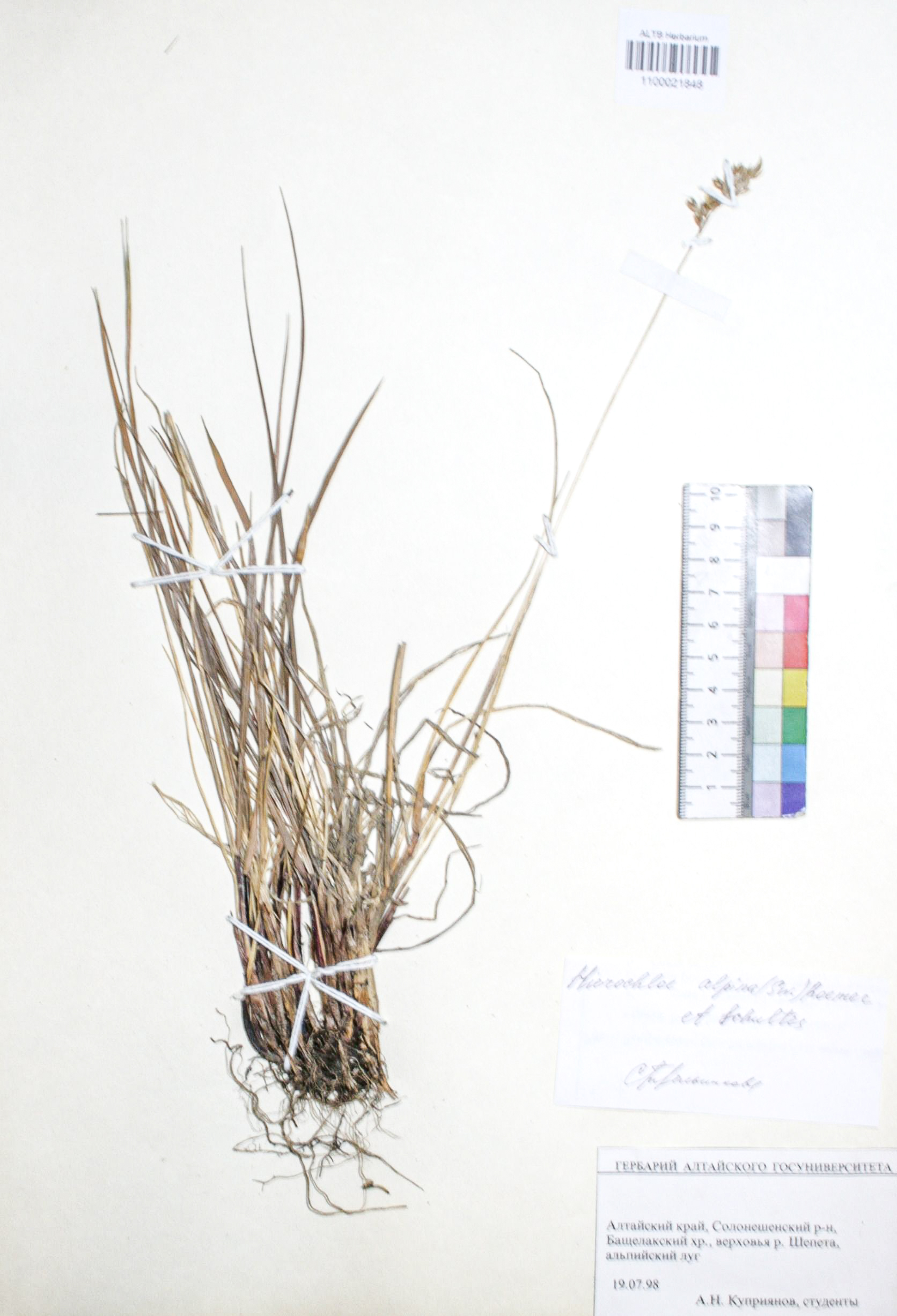 Hierochloe alpina (Sw. ex Willd.) Roem. & Schult.