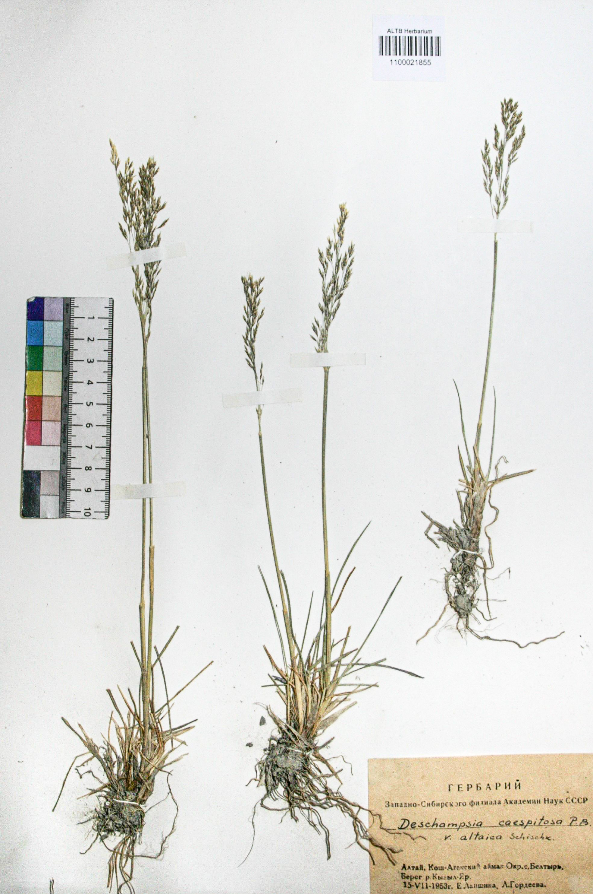 Deschampsia caespitosa (L.) Beauv.