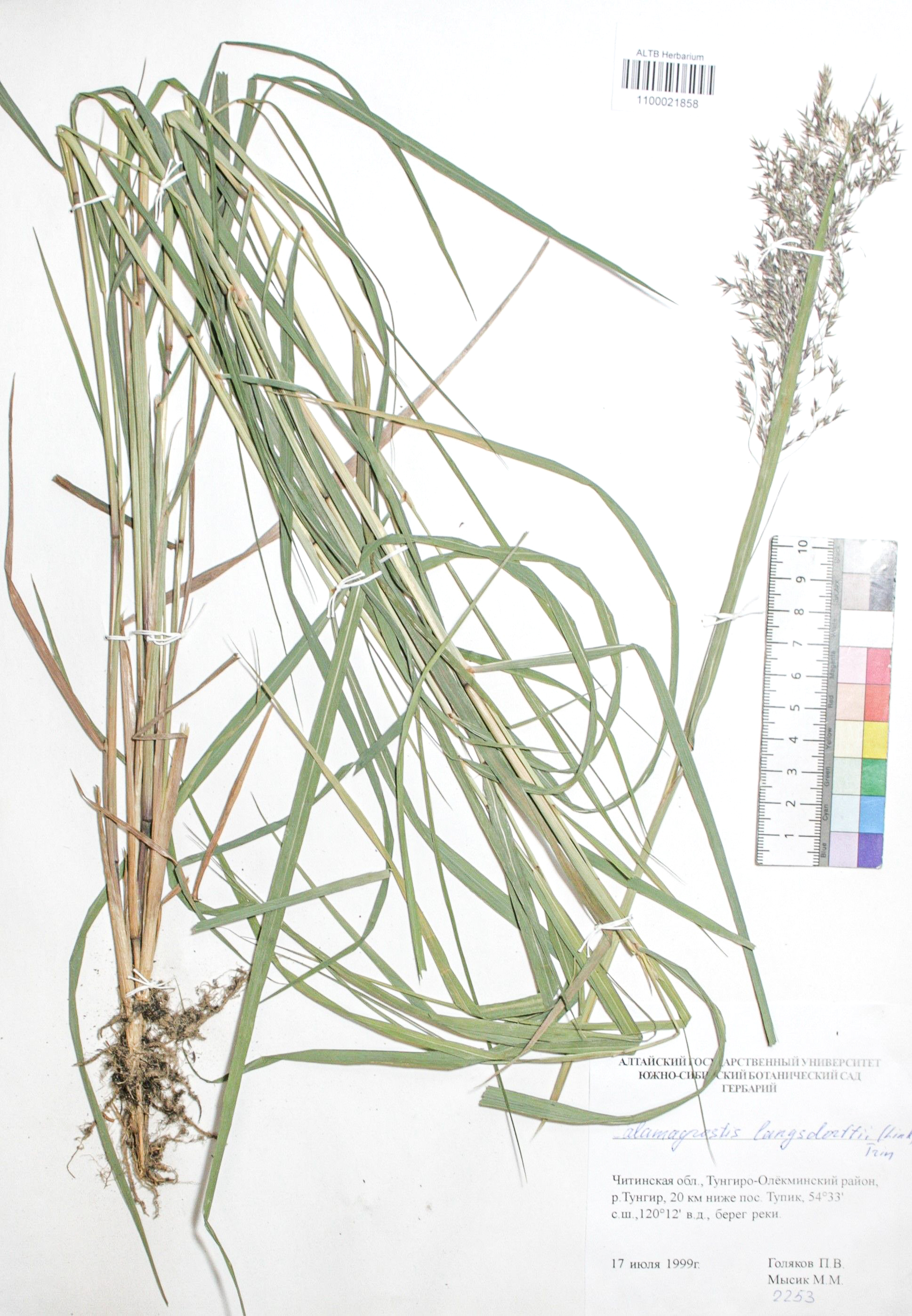 Calamagrostis langsdorffii (Link) Trin.