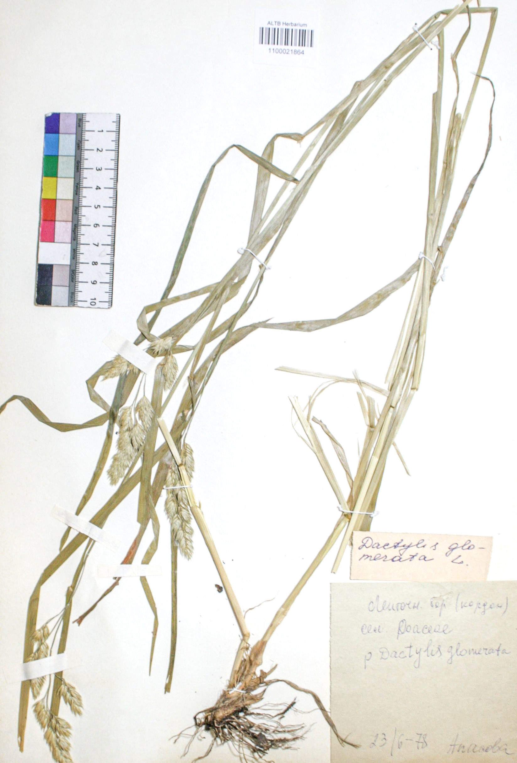 Dactylis glomerata L.