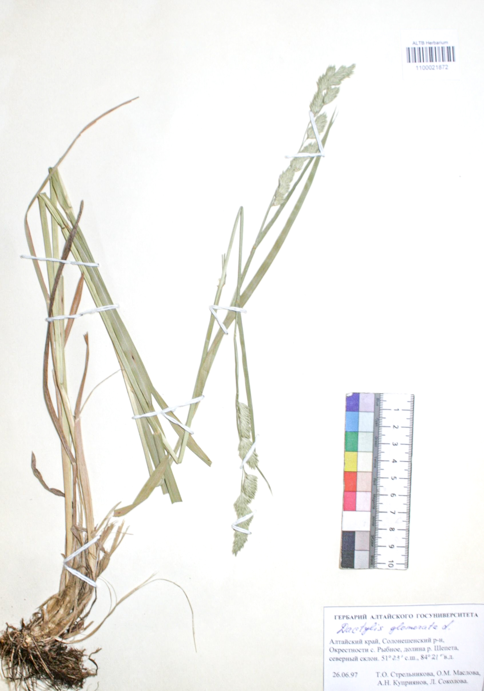 Dactylis glomerata L.